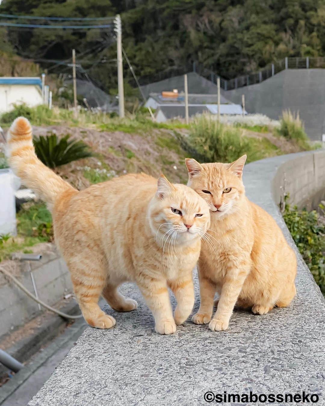simabossnekoさんのインスタグラム写真 - (simabossnekoInstagram)「・ めっちゃ仲良し😽😸💓 Good  friends✨  5枚目の投稿は動画です。 The 5th post is video. Swipeしてね←←🐾  ・ 〜お知らせ〜 新作写真集「島にゃんこ」好評発売中❣️ @simabossneko と、ぺにゃんこ( @p_nyanco22 )との初共著🐾  日本の島々で7年間撮り続けてきた、島の猫さん達のとびっきりの表情やしぐさがいっぱい✨ 厳選したベストショットから初公開の作品まで、愛おしくて幸せな瞬間を集めました。  ★Amazonほかオンライン書店、本屋さんにて  お気に入りの一冊になれば嬉しく思います☺️  📘A5変形サイズ／88ページ 1,210円(税込) ワニブックス刊  Amazonへは @simabossneko もしくは @p_nyanco22 のプロフィールURLよりご覧いただけます。 ・ ・ 【Notice】 NEW 3rd Photobook "Shima Nyanko (Island Cats)"  The book is co-authored by @simabossneko and @p_nyanco22  There are lots of wonderful photos of island cats✨   〜Description of the work〜 The cute cats that we have been shooting for 7 years in the islands of Japan.  From the carefully selected best shots to the first public photo, we have collected lovely and happy gestures. Kissing, cuddling, rubbing, synchronizing, playing, licking... The cats will heal you!  Please make a purchasing for this opportunity 😸🐾 The product page can be seen from the URL in the profile of @simabossneko or @p_nyanco22   ★Amazon Japan https://www.amazon.co.jp/dp/4847072863  It is possible to purchase and ship from Taiwan, Hong Kong, the USA, Korea, etc. ※ Shipping fee will be charged separately.  📘A5 variant size / 88 pages 1,210 JPY Published by Wanibooks ・ ・ #しまねこ #島猫 #ねこ #にゃんすたぐらむ #猫写真 #cats_of_world #catloversclub #pleasantcats #catstagram #meowed #ig_japan #lumixg9」6月24日 9時00分 - simabossneko