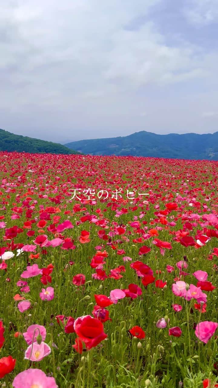 如月さえのインスタグラム：「またいつか🫶 #天空のポピー #埼玉観光」