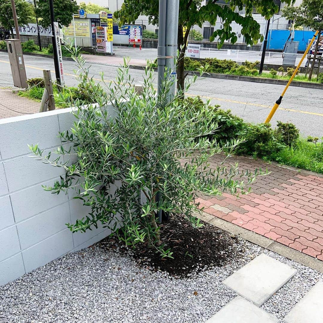 You Iwamotoのインスタグラム：「地植えしたのが去年の8月。特に暖かくなってからの成長がすごい。  シンボルツリーになれるよう大きくなれよーとは思ってたけど、一年でこんなに伸びるのか。」