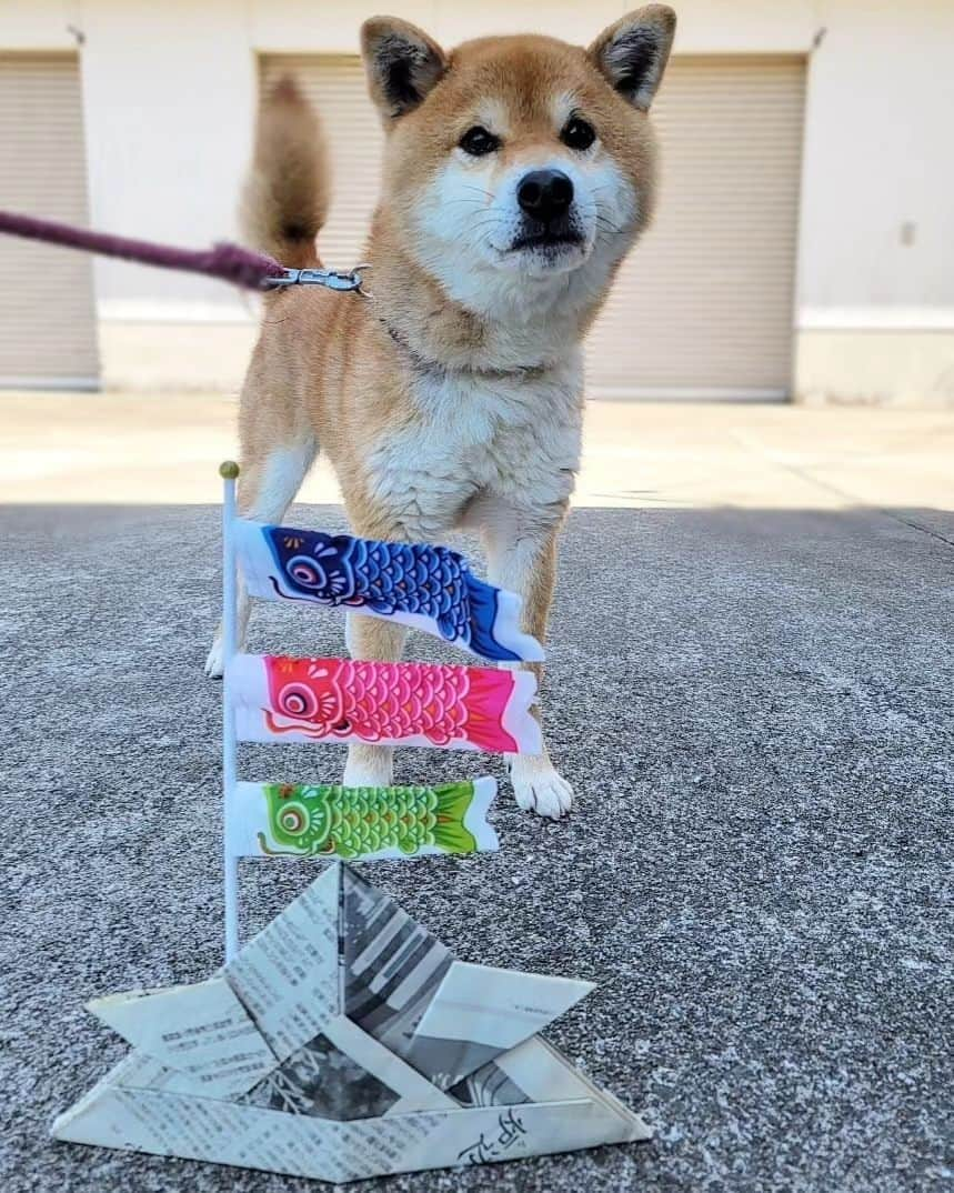 柴犬たま Shibainu Tamaさんのインスタグラム写真 - (柴犬たま Shibainu TamaInstagram)「⠀⠀ ⠀ 今年も屋根より高い🎏⠀ ビックな男、コイ坊なのです😁⠀ ⠀⠀ Caption trans🇬🇧⠀ It's called "KOINOBORI"🎏 KOINOBORI makes children swim in the sky to wish for their healthy growth and success in life💡 Incidentally KOI is "Carp" or "Koi fish", a strong fish with strong vitality. Koi is a very great man😁⠀ ⠀⠀ #たま家族 #柴犬コイ #こどもの日 #子どもの日 #5月5日 #端午の節句 #こいのぼり #鯉のぼり #兜 #コイ坊の日 #笑顔 #ふわもこ #舌ぺろ⠀ #柴犬 #shiba #shibainu #shibastagram #犬 #dog」6月24日 9時53分 - tama7653