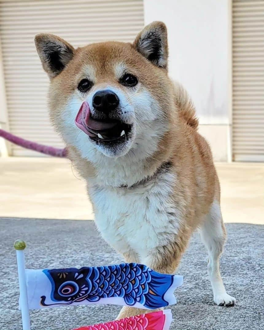 柴犬たま Shibainu Tamaさんのインスタグラム写真 - (柴犬たま Shibainu TamaInstagram)「⠀⠀ ⠀ 今年も屋根より高い🎏⠀ ビックな男、コイ坊なのです😁⠀ ⠀⠀ Caption trans🇬🇧⠀ It's called "KOINOBORI"🎏 KOINOBORI makes children swim in the sky to wish for their healthy growth and success in life💡 Incidentally KOI is "Carp" or "Koi fish", a strong fish with strong vitality. Koi is a very great man😁⠀ ⠀⠀ #たま家族 #柴犬コイ #こどもの日 #子どもの日 #5月5日 #端午の節句 #こいのぼり #鯉のぼり #兜 #コイ坊の日 #笑顔 #ふわもこ #舌ぺろ⠀ #柴犬 #shiba #shibainu #shibastagram #犬 #dog」6月24日 9時53分 - tama7653