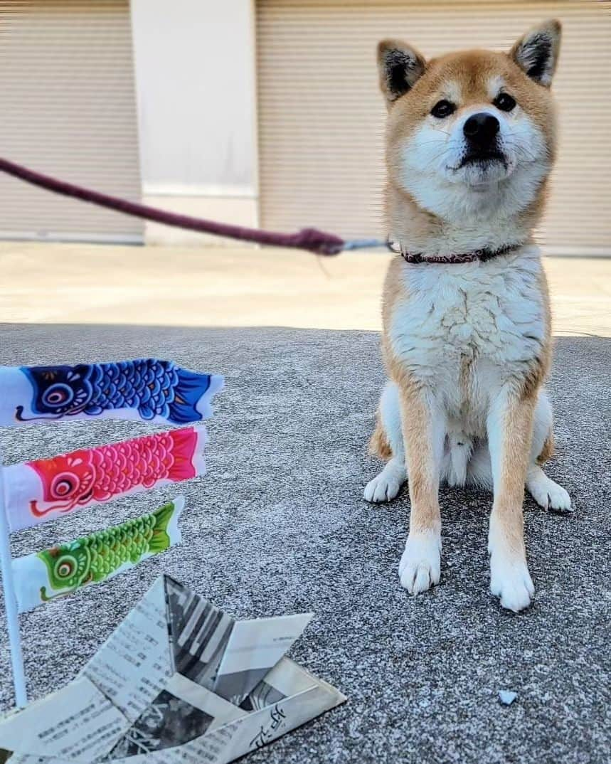 柴犬たま Shibainu Tamaさんのインスタグラム写真 - (柴犬たま Shibainu TamaInstagram)「⠀⠀ ⠀ 今年も屋根より高い🎏⠀ ビックな男、コイ坊なのです😁⠀ ⠀⠀ Caption trans🇬🇧⠀ It's called "KOINOBORI"🎏 KOINOBORI makes children swim in the sky to wish for their healthy growth and success in life💡 Incidentally KOI is "Carp" or "Koi fish", a strong fish with strong vitality. Koi is a very great man😁⠀ ⠀⠀ #たま家族 #柴犬コイ #こどもの日 #子どもの日 #5月5日 #端午の節句 #こいのぼり #鯉のぼり #兜 #コイ坊の日 #笑顔 #ふわもこ #舌ぺろ⠀ #柴犬 #shiba #shibainu #shibastagram #犬 #dog」6月24日 9時53分 - tama7653