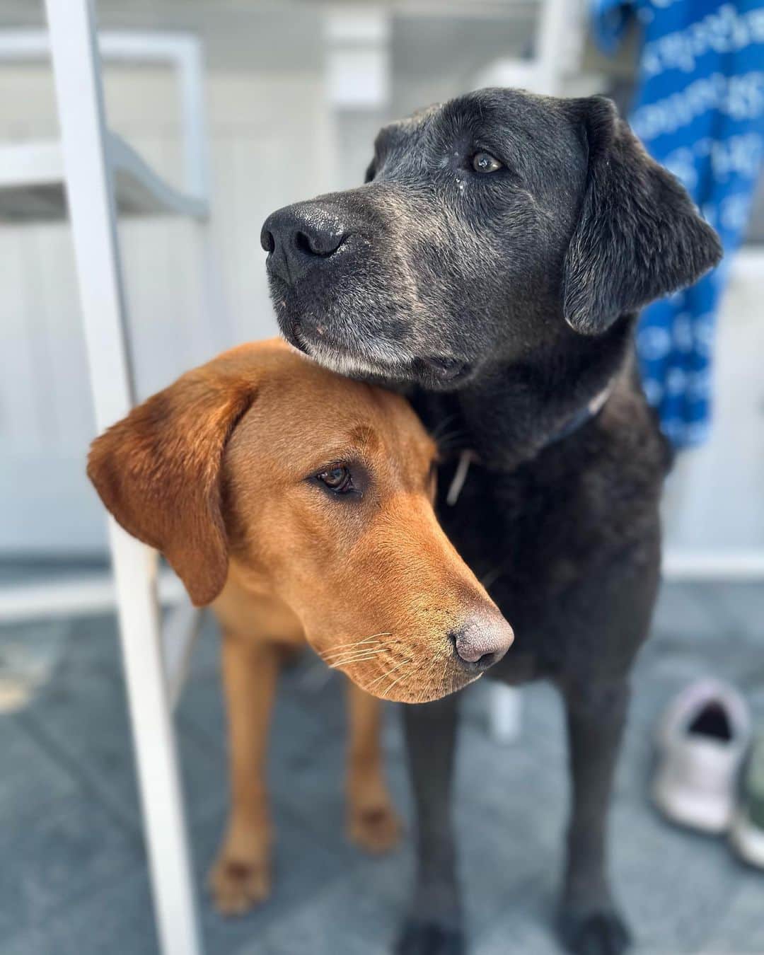 トム・フェルトンのインスタグラム：「What’s better than a dogs love. Two」