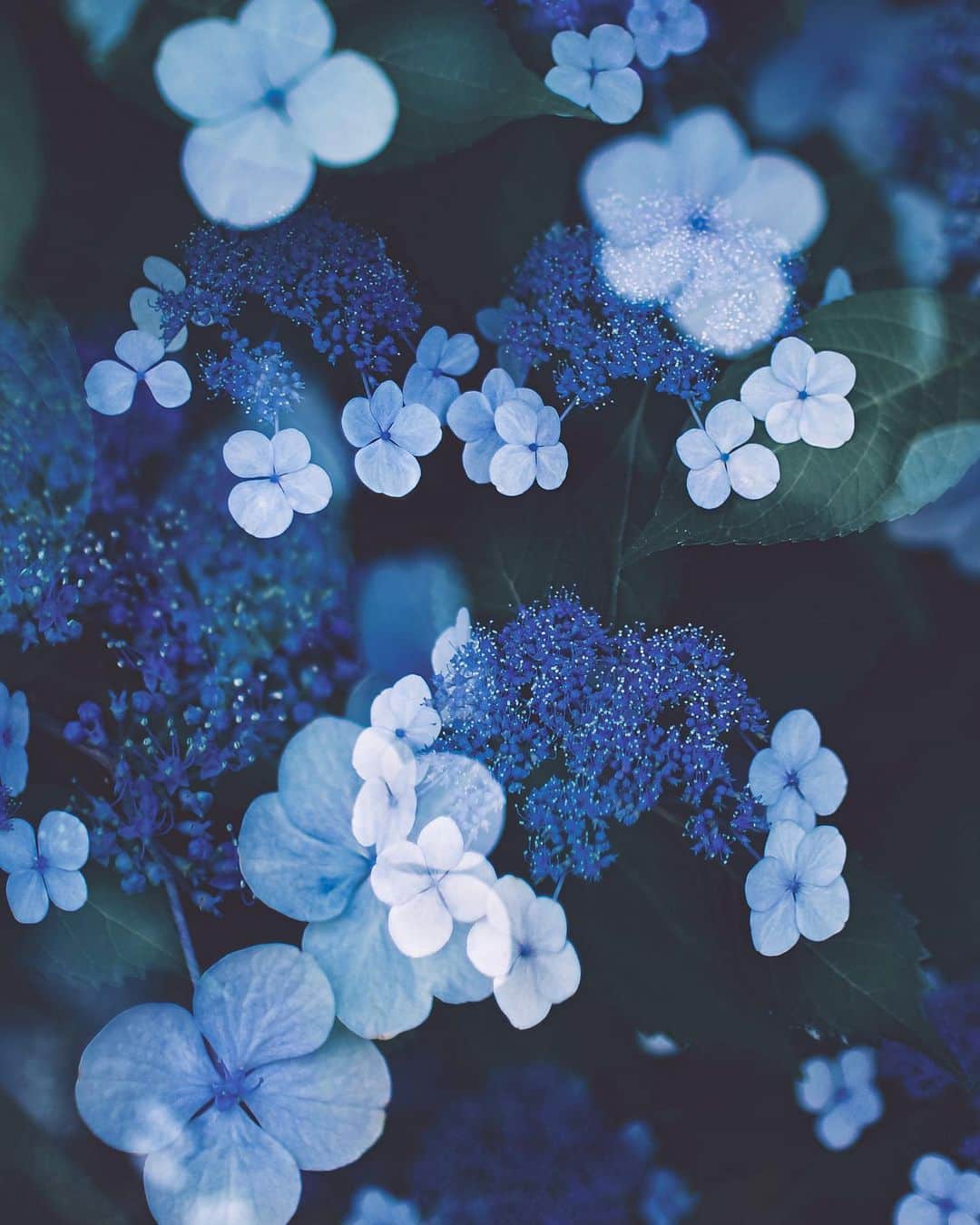 国分真央のインスタグラム：「. During the humid rainy season,  the blooming of the hydrangea feels refreshing to look at... 💎𓂃 𓈒 𓂂𓏸 ⁡」