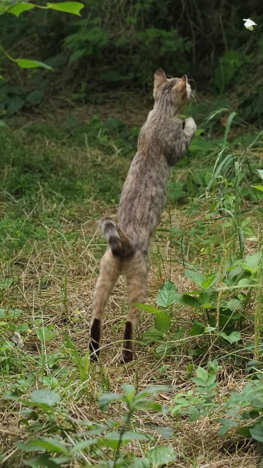 路地裏のにゃん吉のインスタグラム