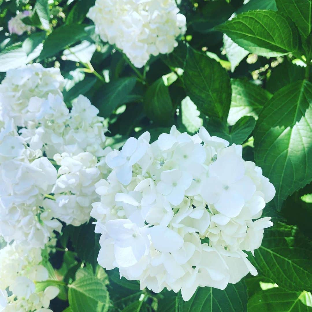 大堀恵さんのインスタグラム写真 - (大堀恵Instagram)「この季節のお散歩は、紫陽花に癒されますね✨ 明日は久しぶりに日曜日のお仕事なので、今日たっぷりと娘とゆっくりしました🍒 #紫陽花」6月24日 21時00分 - ohorimegumi