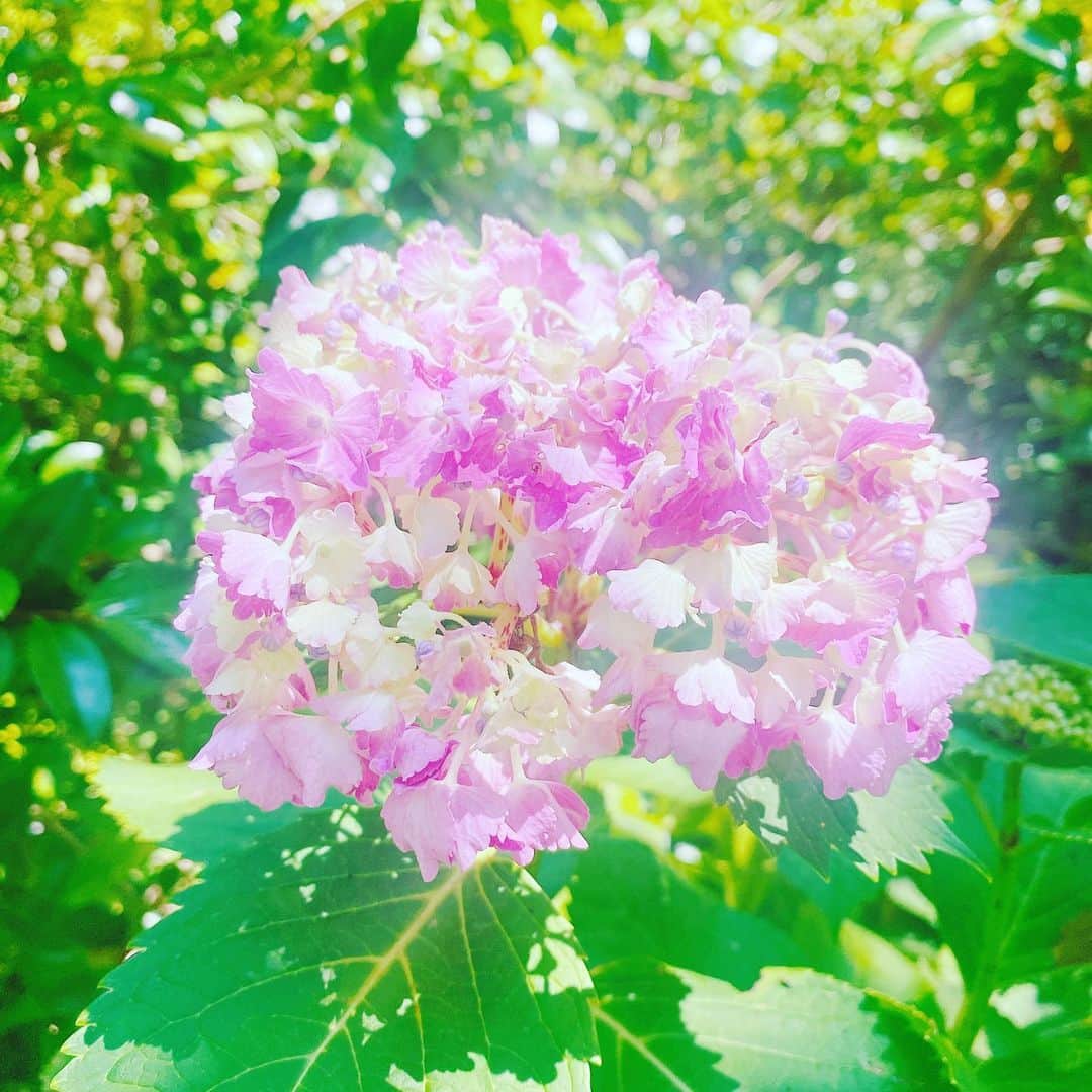 大堀恵さんのインスタグラム写真 - (大堀恵Instagram)「この季節のお散歩は、紫陽花に癒されますね✨ 明日は久しぶりに日曜日のお仕事なので、今日たっぷりと娘とゆっくりしました🍒 #紫陽花」6月24日 21時00分 - ohorimegumi