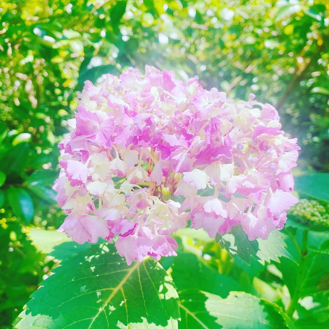 大堀恵のインスタグラム：「この季節のお散歩は、紫陽花に癒されますね✨ 明日は久しぶりに日曜日のお仕事なので、今日たっぷりと娘とゆっくりしました🍒 #紫陽花」