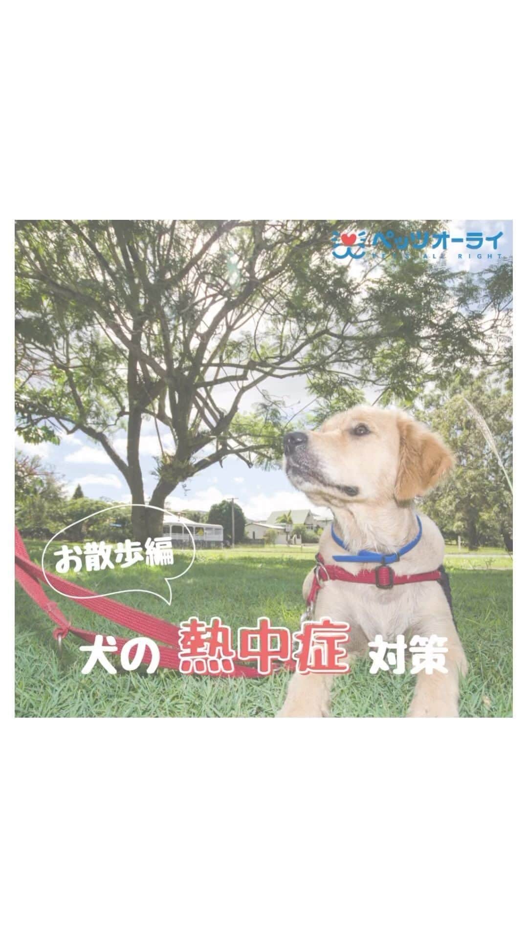 PET'S ALL RIGHT 【公式】のインスタグラム：「犬の熱中症対策〜お散歩編〜のご紹介です！ ぜひご覧ください🥰  #ペッツオーライ #犬 #お散歩 #犬しつけ #熱中症 #犬のいる暮らし #犬バカ部 #犬スタグラム」