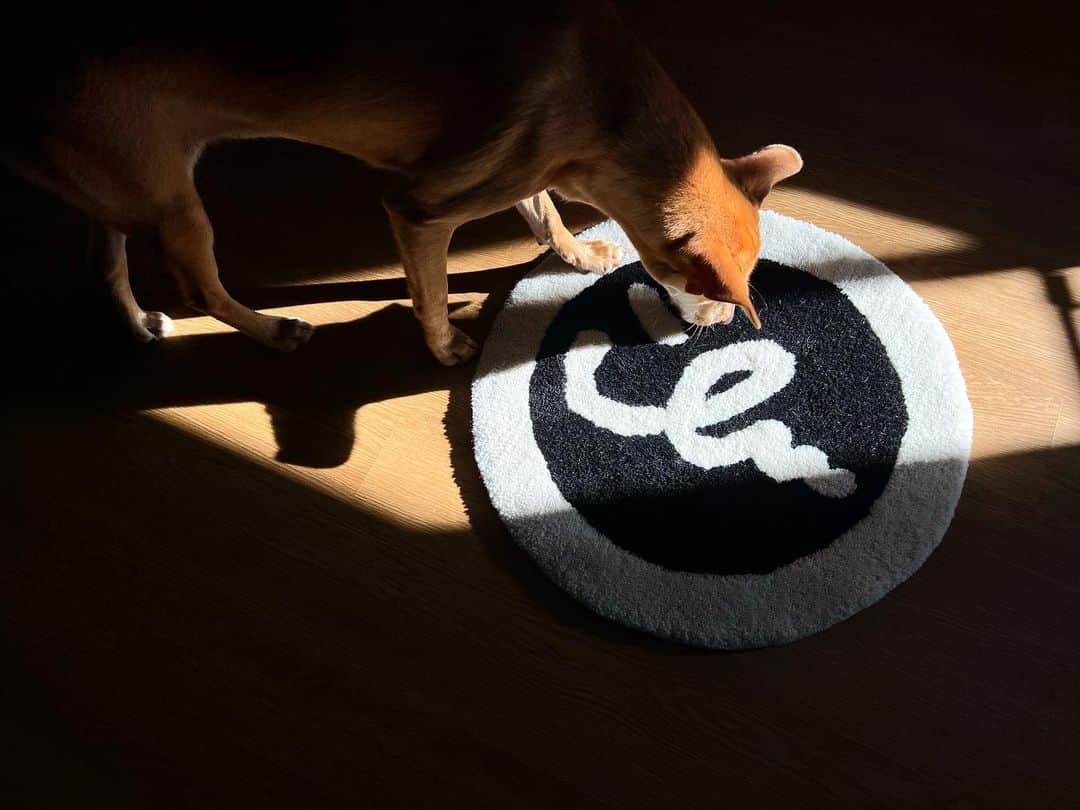のインスタグラム：「#ilu098Home アイル家のラグマット🏡 愛犬2匹と過ごす憩いの場所🐕🐕 Have a wonderful days.  #ilu098 #ラグマット #ラグ #tufting #沖縄」