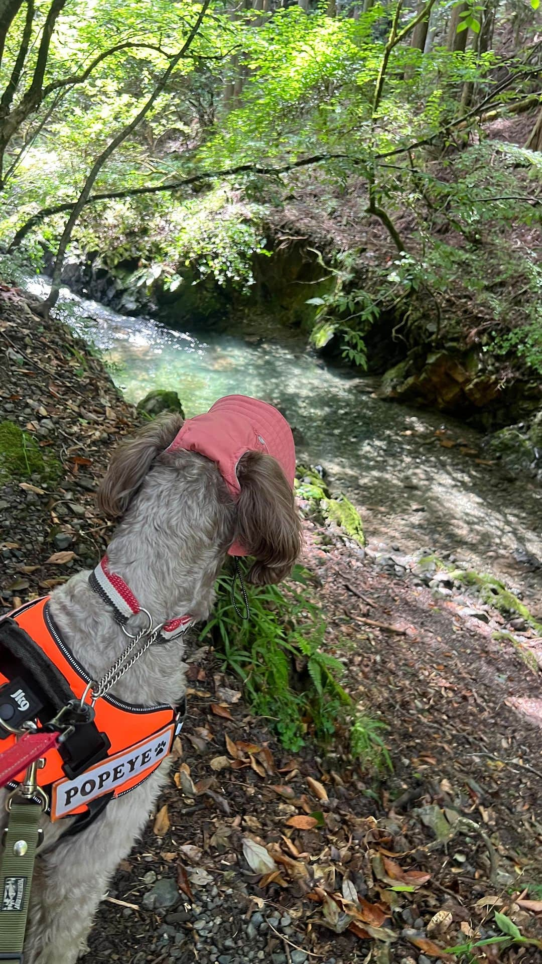 薮下柊のインスタグラム：「川沿いをハイキング🏞️🐶  緑っていいね〜🌿 癒された✨  シンバは初めての川にびっくりしてました😂 楽しそうで何より💗  #labradoodle #doodlelife #doodlelove #labradoodlelove #doodle #puppy #puppies #puppydays #puppylove #dogs #dogphotography #puppyphotography #doodlesoftheworld #doglover #犬　#子犬　#ラブラドゥードル　#愛犬　#いぬすたぐらむ　#犬がいる生活　#いぬのきもち　#ふわもこ部　#大型犬　#大型犬のいる生活 #GoldenRetriever #ゴールデンレトリバー」