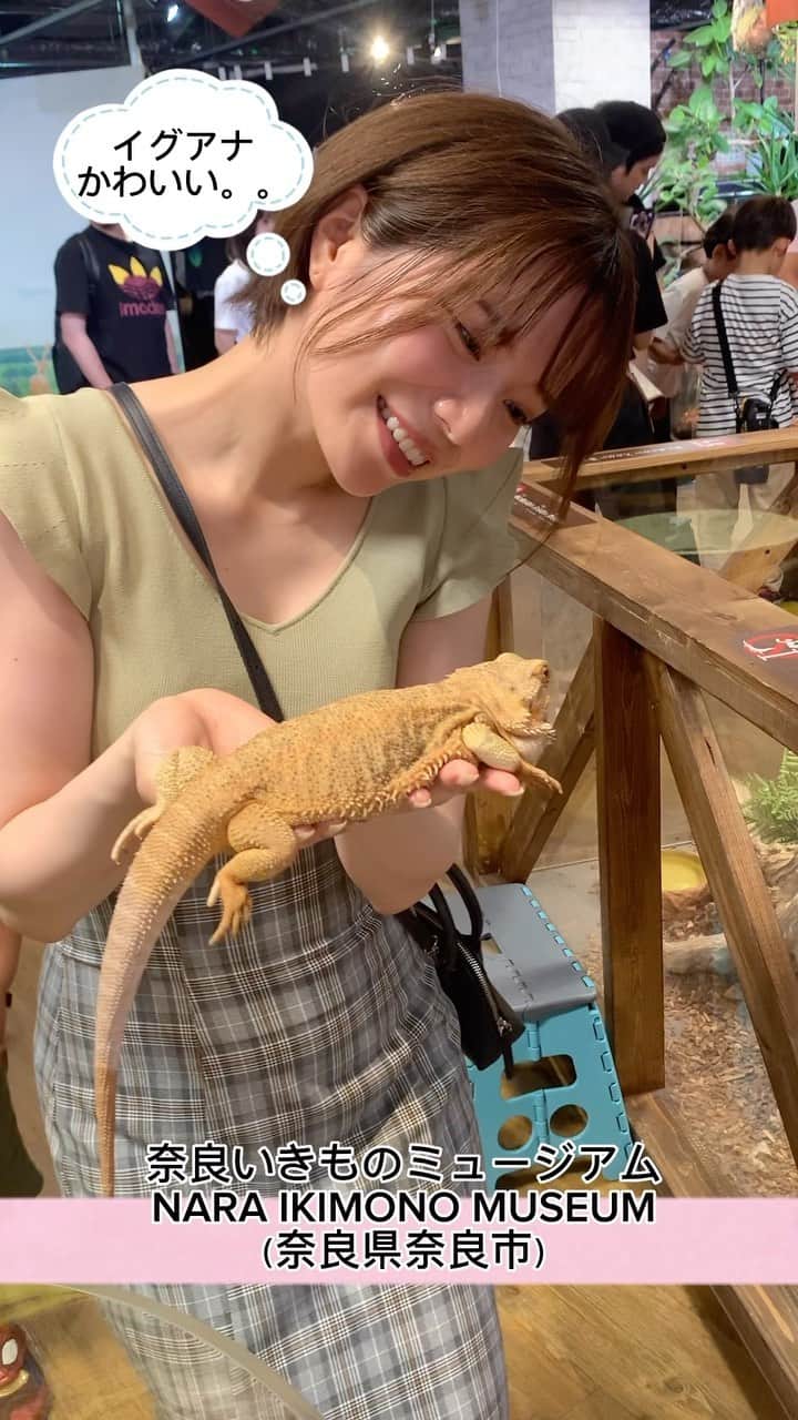 のインスタグラム：「奈良市にある商業施設ミナーラに期間限定で出来た 奈良生き物ミュージアム✌️ @nara_ikimonomuseum  　 爬虫類との触れ合い！たまらん！ 可愛すぎる… イグアナのお腹たぷたぷだった🥹⁡ ⁡(フトアゴって言うらしいです🥸) 　 思いの外しっかりお触りできて幸せでした！ 　 時間帯によってはヘビとの触れ合いも できるんだって🐍 　 商業施設の中なので お買い物に来たついでにも良いかも😇  ⁡ ⁡#動物好き#イグアナ #生き物ミュージアム #ミナーラ #奈良観光 #naratrip #nara #日本旅遊 #일본여행  #나라여행  #tripjapan #traveljapan  @minara_2018  @minara_2nd」
