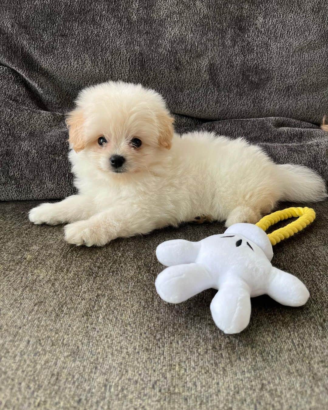 のインスタグラム：「. NEW FAMILY✨ 野杁家に仲間入りしたクルムです🐶 みんな可愛がってあげてね🥹」