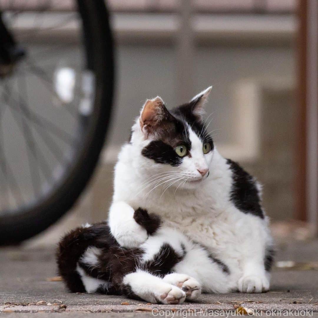 Masayukiさんのインスタグラム写真 - (MasayukiInstagram)「しっぽ　ぎゅっ。  #cat #ねこ #猫 #東京カメラ部 #nekoclub  #mmgtw #my_eos_photo  #yourshotphotographer」6月24日 13時20分 - okirakuoki