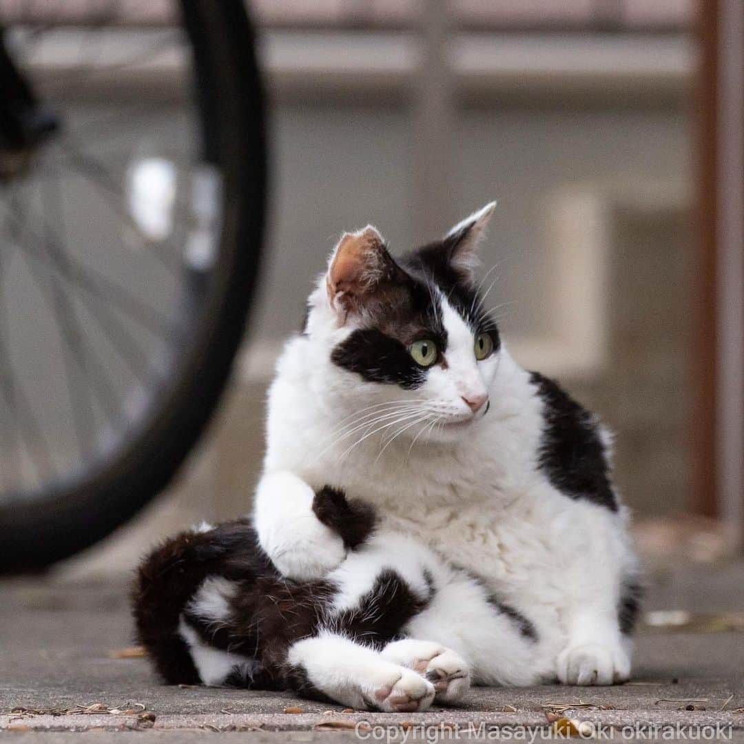 Masayukiのインスタグラム：「しっぽ　ぎゅっ。  #cat #ねこ #猫 #東京カメラ部 #nekoclub  #mmgtw #my_eos_photo  #yourshotphotographer」
