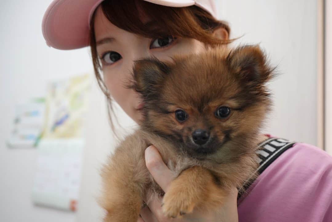 下田美咲さんのインスタグラム写真 - (下田美咲Instagram)「着々と予防接種を打っている。来月にはお散歩解禁だー！1.08kgになってたよ〜。  #ぽめちわ  #ポメチワ #ペット#生後3ヶ月 #子犬 #小たぬきちゃん #愛犬 #ポメラニアン #チワワ #mix犬」6月24日 13時48分 - shimodamisaki815