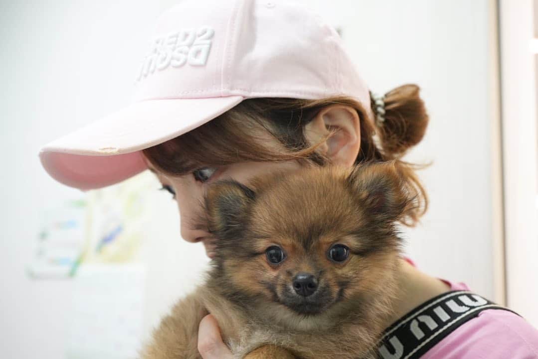 下田美咲のインスタグラム：「着々と予防接種を打っている。来月にはお散歩解禁だー！1.08kgになってたよ〜。  #ぽめちわ  #ポメチワ #ペット#生後3ヶ月 #子犬 #小たぬきちゃん #愛犬 #ポメラニアン #チワワ #mix犬」
