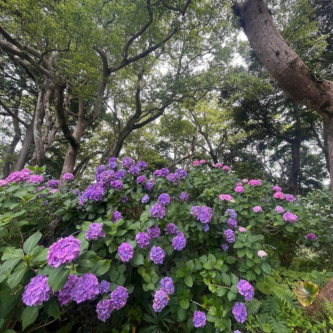 クリス智子さんのインスタグラム写真 - (クリス智子Instagram)「鎌倉で、紫陽花は見慣れていた感ありましたが、 下田公園の紫陽花には、びっくり！ 紫陽花の群生、坂や崖に紫陽花、素晴らしく！ （下田あじさい祭り、6/30まで）  高低差、あじさいの背丈の高さは、お花の大きさ、人の少なさ！  紫陽花がなくてもきっと良い公園だなぁと言う場所でしたが、紫陽花も、相当見直しました。 なんでも、やはりワイルドに咲いている姿は、いいなぁ。」6月24日 14時56分 - chris_tomoko