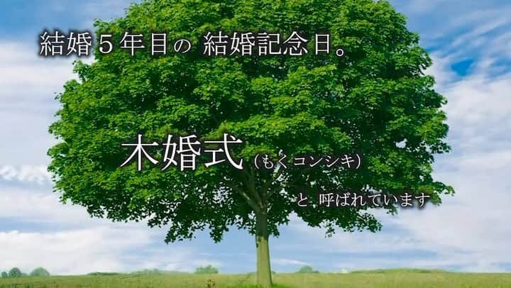 【公式】ホテルマリノアリゾート福岡のインスタグラム：「５年目。 ふたりが本当の家族となり 木のように根をはり家庭を築いていく  木婚式（５年目の結婚記念日）  ホテルマリノアリゾート福岡 新しい少人数結婚式のご提案  ・・・・・・・・・・・  #木婚式#木婚式というらしい #🌳#木婚#夫婦#家族婚#少人数結婚式 #5年目 #記念日#Anniversary#結婚記念日 #結婚5年目 #ホテルマリノアリゾート福岡  #ホテルマリノア #マリノアリゾート #福岡結婚式 #福岡 #リゾートホテル」