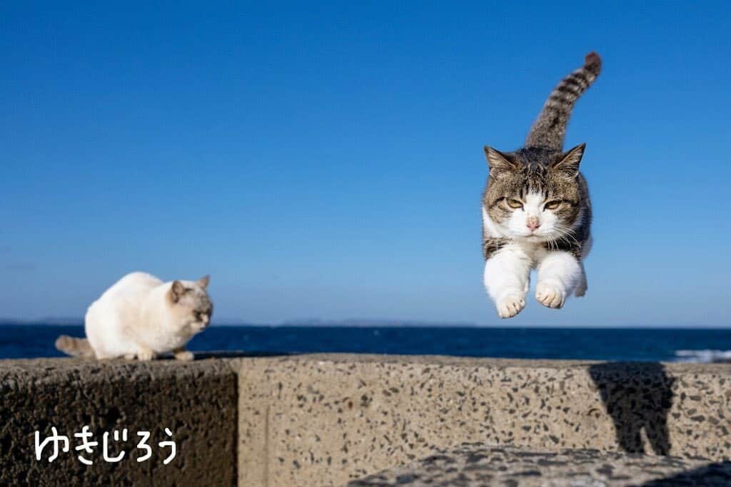 NEKOくらぶさんのインスタグラム写真 - (NEKOくらぶInstagram)「|| よいしょっ！ @yukijirounyan さんの作品ですにゃ（＝ΦωΦ＝） * いいね！＆コメント大歓迎！！ * #nekoclub #NEKOくらぶ #Japan #Photo #写真 #日本 #cat #ネコ #ねこ #猫  Follow: @nekoclub_jpn * ▼【廣済堂出版共同企画】NEKOくらぶの皆さまとつくる「NEKOくらぶ写真集」、発売中♪（＝ΦωΦ＝） ※詳細は本アカウント「 @nekoclub_jpn 」のプロフィールに固定しているハイライトから * ※当アカウントでシェアさせていただいた作品は、東京カメラ部YouTubeアカウントでも投稿者様のお名前入りでご紹介させていただく場合があります。これらの使用に関して原則通知は行いませんので、予めご了承ください。 ※各種法令、マナー、関係者の指示に従った撮影をお願いします。 *Please ensure that your photography adheres to all relevant laws, etiquette, and instructions issued by authorized persons. ※本アカウントは東京カメラ部がFacebook、Instagramのサービスを利用して運営しているもので、Meta社・Instagramとは一切関係ありません。」6月24日 16時00分 - nekoclub_jpn