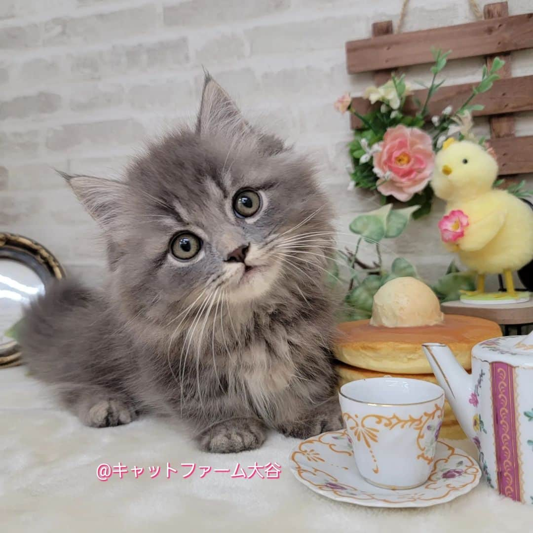 マンチカン(munchkin)キャットファーム大谷さんのインスタグラム写真 - (マンチカン(munchkin)キャットファーム大谷Instagram)「Wさまご契約にゃんこちゃん🐱❤️  ﾟ+*:;;:*　*:;;:*+ﾟ　ﾟ+*:;;:*　*:;;:*+ﾟ  お店は、月・木曜日が定休日です。 現在、完全予約制になっておりますので ご来店される際はお店へお電話かメールにてご連絡くださいませ🙇‍♀️  お待ちしております🎵  ﾟ+*:;;:*　*:;;:*+ﾟ　ﾟ+*:;;:*　*:;;:*+ﾟ #キャットファーム大谷#まんちかん#マンチカン#ネコ#こねこ#にゃんこ#猫ちゃん#ねこ部#ニャンスタグラム#猫#ねこ#子猫#モフモフ#モフモフねこ#ミヌエット#短足#ねこすたぐらむ#愛猫#かわいい#ふわもこ部#猫のいる暮らし#マンチカンブリーダー#ミヌエットブリーダー#cat#catsgram #catsofinstagram#instacat#picneko」6月24日 16時18分 - roytar222