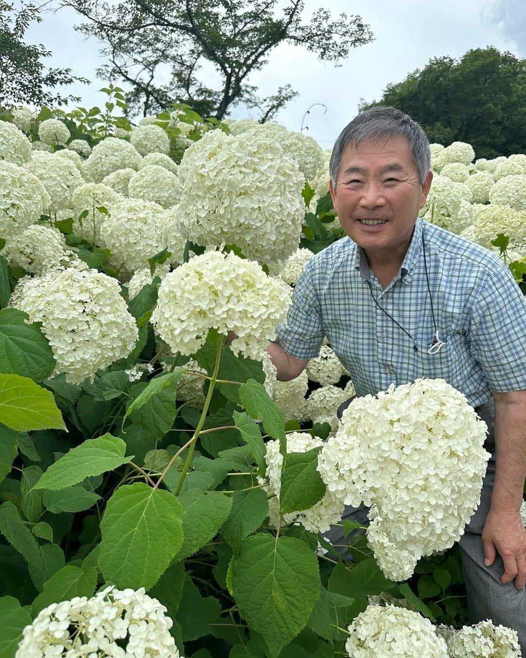 masakiさんのインスタグラム写真 - (masakiInstagram)「アナベルの雪山 すすむとアナベルの丘へ もうすぐ80 山登りも休み休み 足腰鍛えて長生きしてね！」6月24日 16時36分 - mogurapicassowols