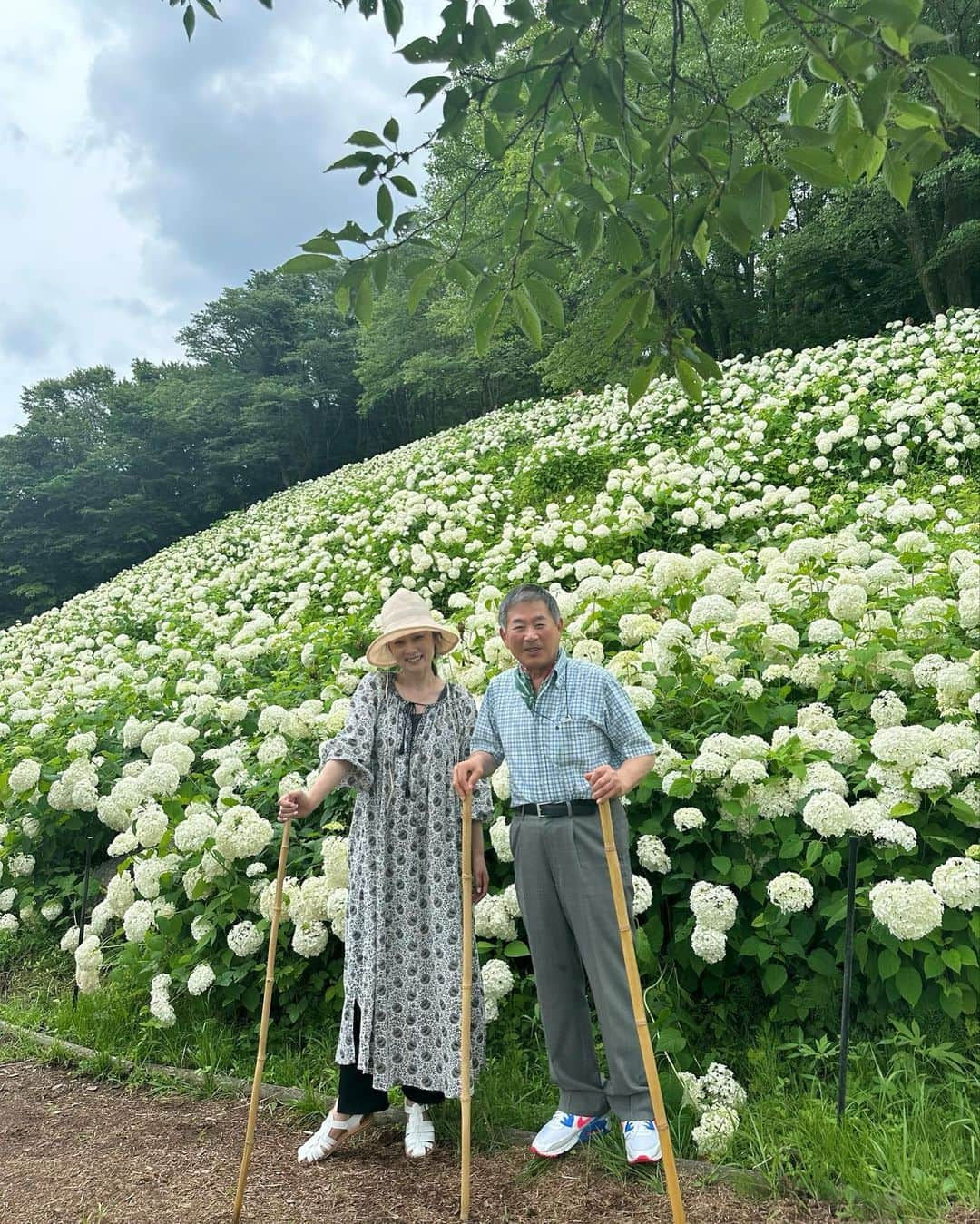 masakiさんのインスタグラム写真 - (masakiInstagram)「アナベルの雪山 すすむとアナベルの丘へ もうすぐ80 山登りも休み休み 足腰鍛えて長生きしてね！」6月24日 16時36分 - mogurapicassowols