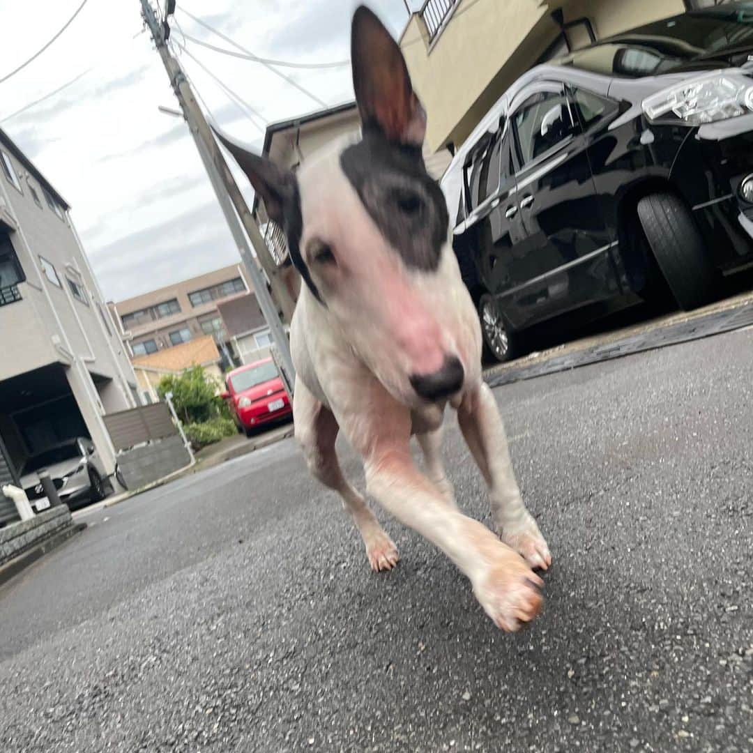 のインスタグラム：「#minituru#bull#terrier#minibullterrier#miniturubullterrier#dog#dogstagram#cute#qtaro#love#family#ミニチュア#ブルテリア#ミニチュアブルテリア#Q太郎」