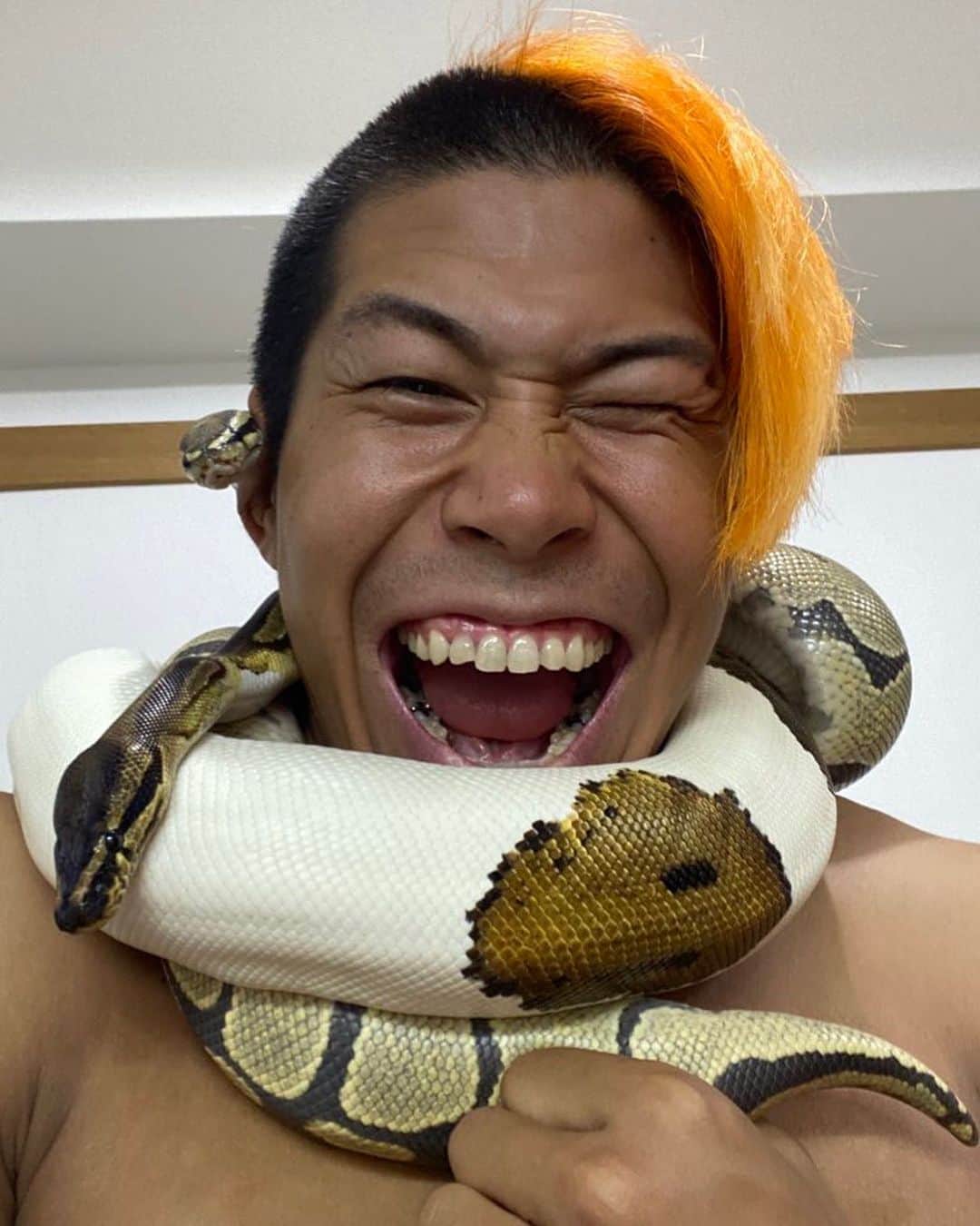 関札皓太のインスタグラム：「本日で28歳になりました。相も変わらず大好きな人たち、大好きな爬虫類たちに囲まれて大好きなプロレスが出来ている。これ以上ない環境が当たり前ではないんだと肝に銘じながら、この一年もとにかく楽しみます。沢山のお祝いありがとうございます！🐍  写真を撮りたい人📸 vs 早く家に帰りたいヘビ🐍 #bjw #元祖爬虫類レスラー」