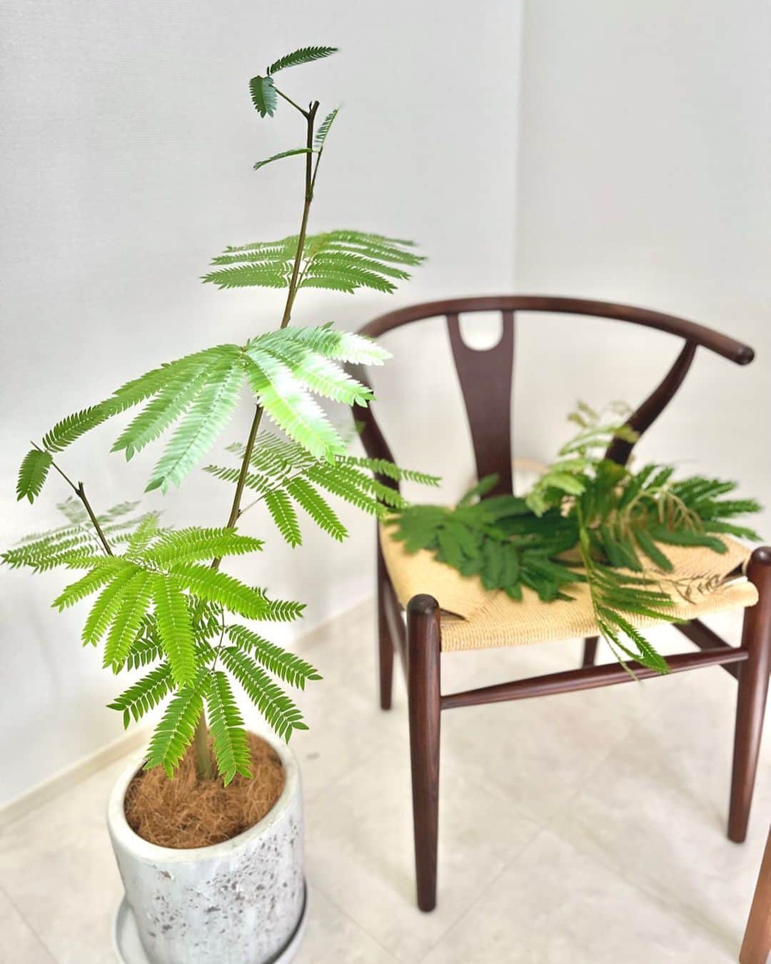 大川立樹のインスタグラム：「. 新入りのエバーフレッシュ🌿  ▶︎植替えと剪定の作業中✂︎  軽石を敷き詰め 土を丁寧に被せる 根詰まりしないよう土をはらって 新たな鉢に入れる 栄養と水を与え 表面の土を隠すように覆う 剪定作業を行い終了  黙々と、時間を忘れるほどに集中して どんな姿に育つかを想像しながら 没頭できるこの時間が私は好きです  毎朝、起きることが楽しみになっています！  素敵な週末をお過ごしください！  #エバーフレッシュ #エバーフレッシュのある暮らし」