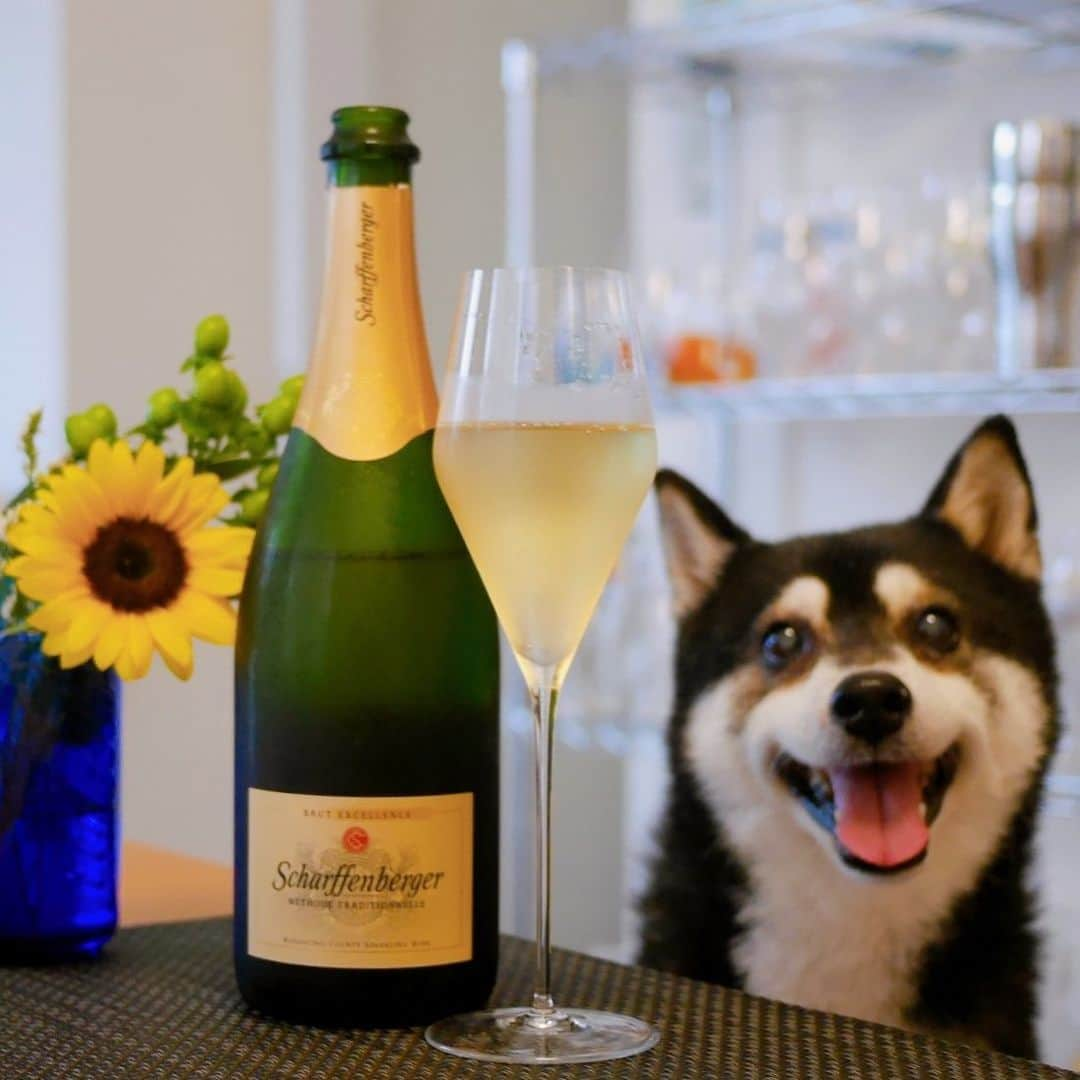 くろさんのインスタグラム写真 - (くろInstagram)「🌻🍾👅  #エノテカ #ENOTECA #ForAllWineLovers #scharffenberger #scharffenbergerbrut #シャッフェンベルガーブリュットエクセレンス #ザルトグラス #zaltoglass #エノテカワイン部 #デイリースパークリング #デイリー泡 #柴犬 #黒柴 #和犬 #晩酌犬 #スマイル犬 #スマイル豆 #わんこと一緒 #わんこのいる生活 #わんこのいる暮らし #柴犬と一緒 #柴犬のいる生活 #柴犬のいる暮らし #モデル犬 #オファーお待ちしております」6月24日 17時49分 - m6bmw