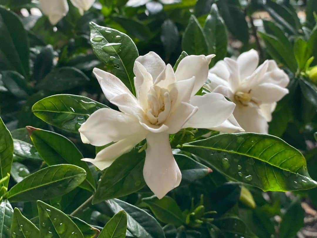 青山有紀さんのインスタグラム写真 - (青山有紀Instagram)「クチナシの花✨ ほんっと良い香りで素通りできない」6月24日 17時53分 - yukiaoya