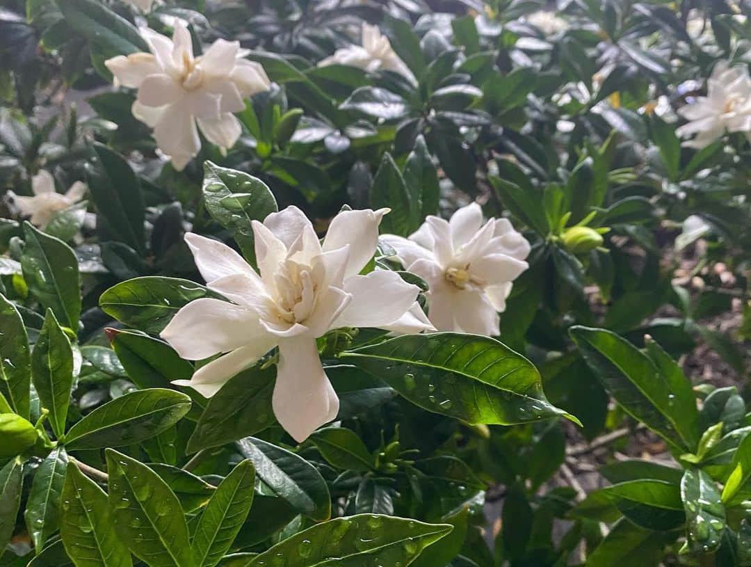 青山有紀さんのインスタグラム写真 - (青山有紀Instagram)「クチナシの花✨ ほんっと良い香りで素通りできない」6月24日 17時53分 - yukiaoya
