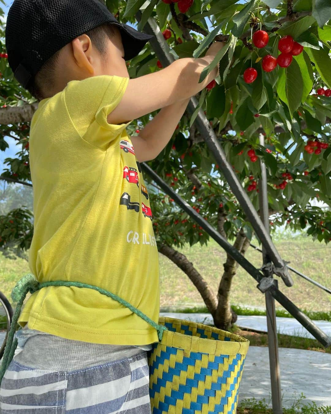 高橋みゆきさんのインスタグラム写真 - (高橋みゆきInstagram)「さくらんぼ狩り🍒行ってきたよ〜🎶心坊止まらない💦双子さくらんぼ🍒一粒が500円玉くらいある🤤美味し過ぎた❣️ #さくらんぼ🍒 #紅秀峰 #身がぎっしり #美味美味」6月24日 17時56分 - shin_miyukichi