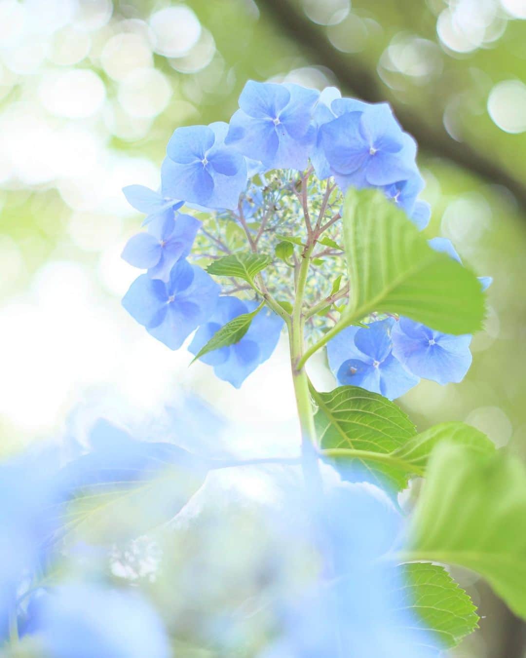 kiccyomuのインスタグラム：「☁️ 2023.06.24 Sat #高幡不動 は、 お山に #紫陽花 が咲いてて 下から見上げる構図が 撮りやすいです😃 光ボケ と一緒に📸  location #東京 ❣️ 📷撮影 2023年6月20日」