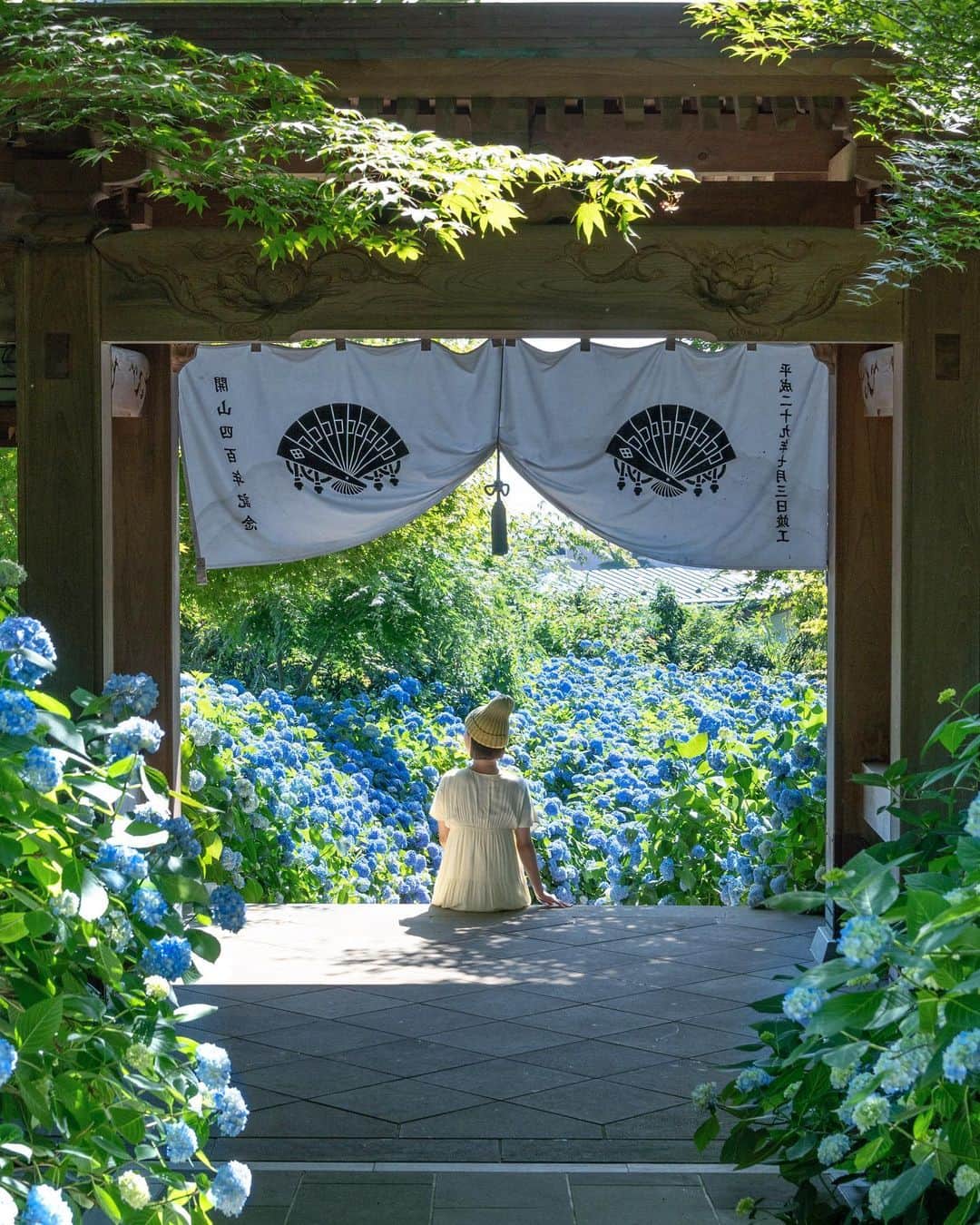 詩歩のインスタグラム：「📷 20th June 2023 📍 秋田県 アジサイ寺 雲昌寺 / Unsho-ji temple, Akita Japan   現在見頃を迎えている #雲昌寺 さんのアジサイ。  紫陽花の名所は各地にあれど、こんなに青色で統一され、しかも海のように広がる光景が見下ろせる場所はめったにありません。この深みある独特の色合いは #雲昌寺ブルー と呼ばれています🎨  この花々は副住職の古仲さんがたった1株から挿し木で増やしていかれたのだけど、床のように、また壁のように一面に広がる花は一体全体どうなっているんだ！？と思ってしまうほど😂  私が訪れた日は入口から山門へ向かうところが満開だったので、山門越しに撮ってみたのが1枚目📷　今年のアジサイ拝観は7月17日までみたいです🌼  秋田グルメといえば”オババさん”が”ヘラ”で作る #ババヘラ が有名！雲昌寺オリジナルの紫陽花ババヘラも食べれるからCheckしてみてね🍦サッパリしてておいしい😋  秋田県の他の写真はこのタグでまとめています / Posts of this area can be found in this tag.→ #shiho_akita   Although there are many places famous for #hydrangeas throughout Japan, it is quite rare to find a place so uniformly colored blue. Mr. Konaka, the deputy chief priest, has increased the number of plants from only one to 1,500 by taking cuttings, and the flowers spread all over the place like a floor or a wall. I was amazed at how the flowers spread all over the place like a floor or a wall.  The #hydrangea season is open until July 17. Akita Gourmet is famous for #Babahera , which is made by "Obaba(means granma) " with a “Hera (spatula) “! You can try Unshoji's original hydrangea babahera so check it out!  ©︎Shiho/詩歩」