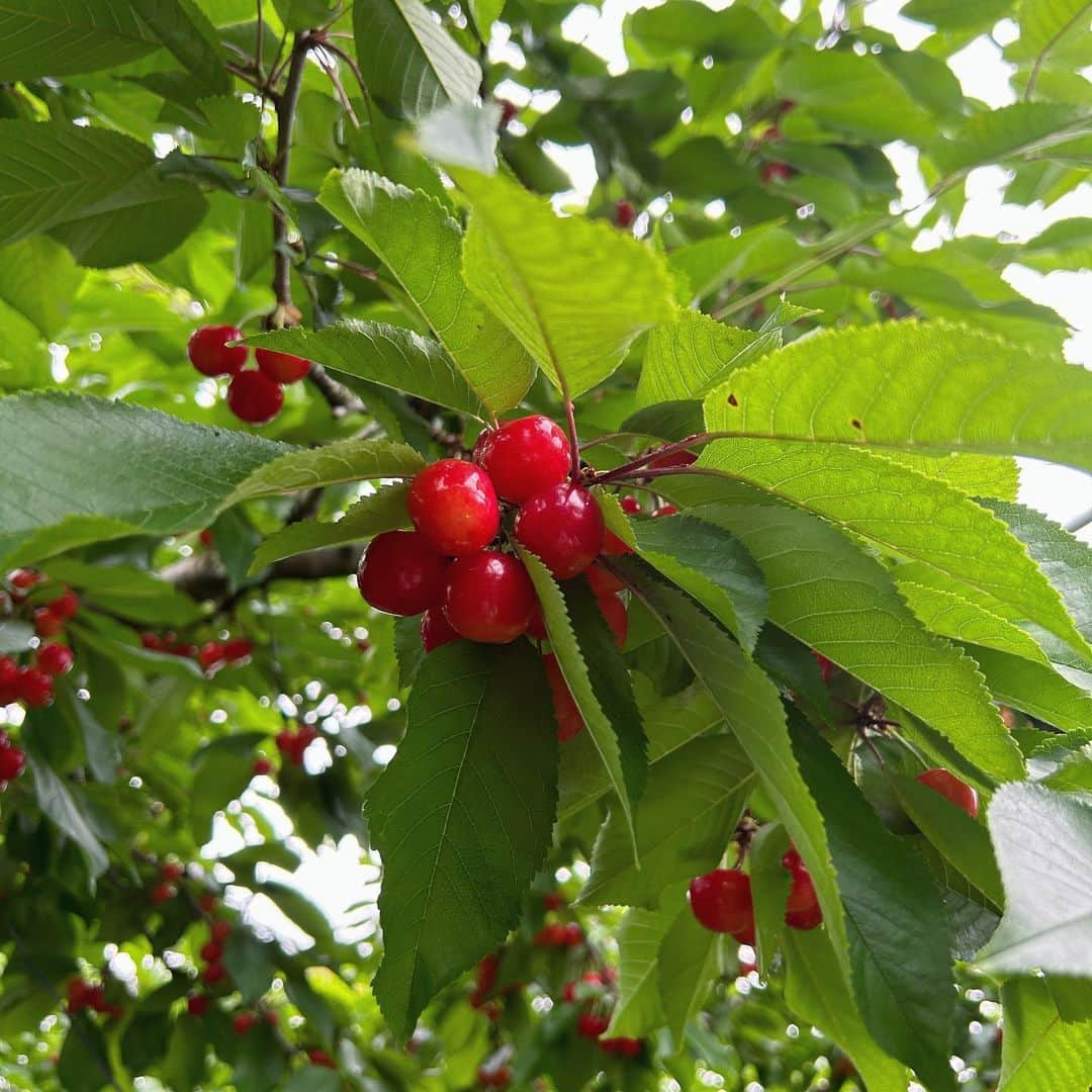 鈴元まいさんのインスタグラム写真 - (鈴元まいInstagram)「昨日の中継は、群馬の原田農園さんへ🍒 今が旬のさくらんぼとブルーベリー狩り体験をさせていただきました🫐✨ さくらんぼの実がなってるところってどうしてこんなに可愛いんだろう😭🍒初めて知った紅秀峰という品種が肉厚で甘くて特に好きでした💕 ⁡ ブルーベリーは目に良いから、沢山食べたら見えないものが見えるようになるかも(?)とのこと…！笑 ⁡ また体験したいな〜🥰 皆さまも週末のお出かけにぜひ🌿✨  #さくらんぼ狩り #ブルーベリー狩り #よじごじdays」6月24日 18時36分 - mai_suzumoto