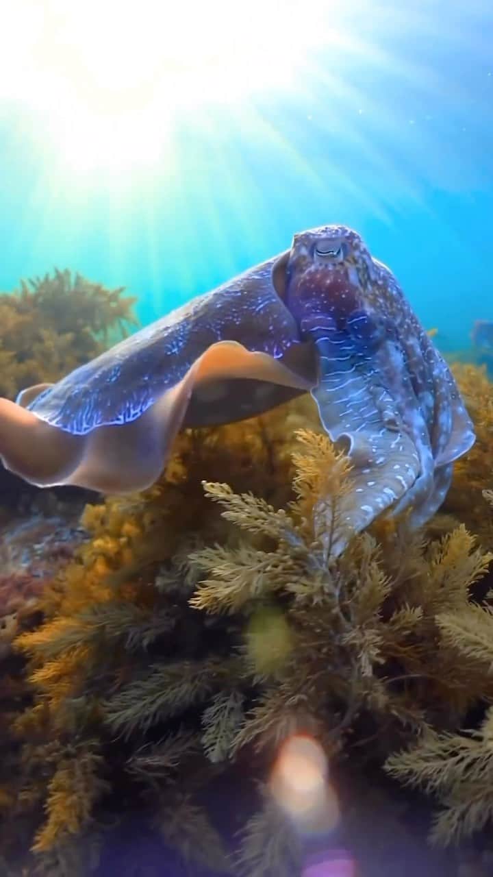 Australiaのインスタグラム：「Love is in the water in @southaustralia 💕Slip into your winter wetsuit and dive into the captivating world of #Cuttlefish mating season on the @eyrepeninsula - the only place in the world where this natural phenomenon occurs en masse! To woo the females, male cuttlefish put on a spectacular display of colours and shape-shifting - talk about taking your flirting game to the next level!   🎥: @finsandphotography   📍: Whyalla, @eyrepeninsula, @southaustralia   #seeaustralia #comeandsaygday #seesouthaustralia #eyrepeninsula」