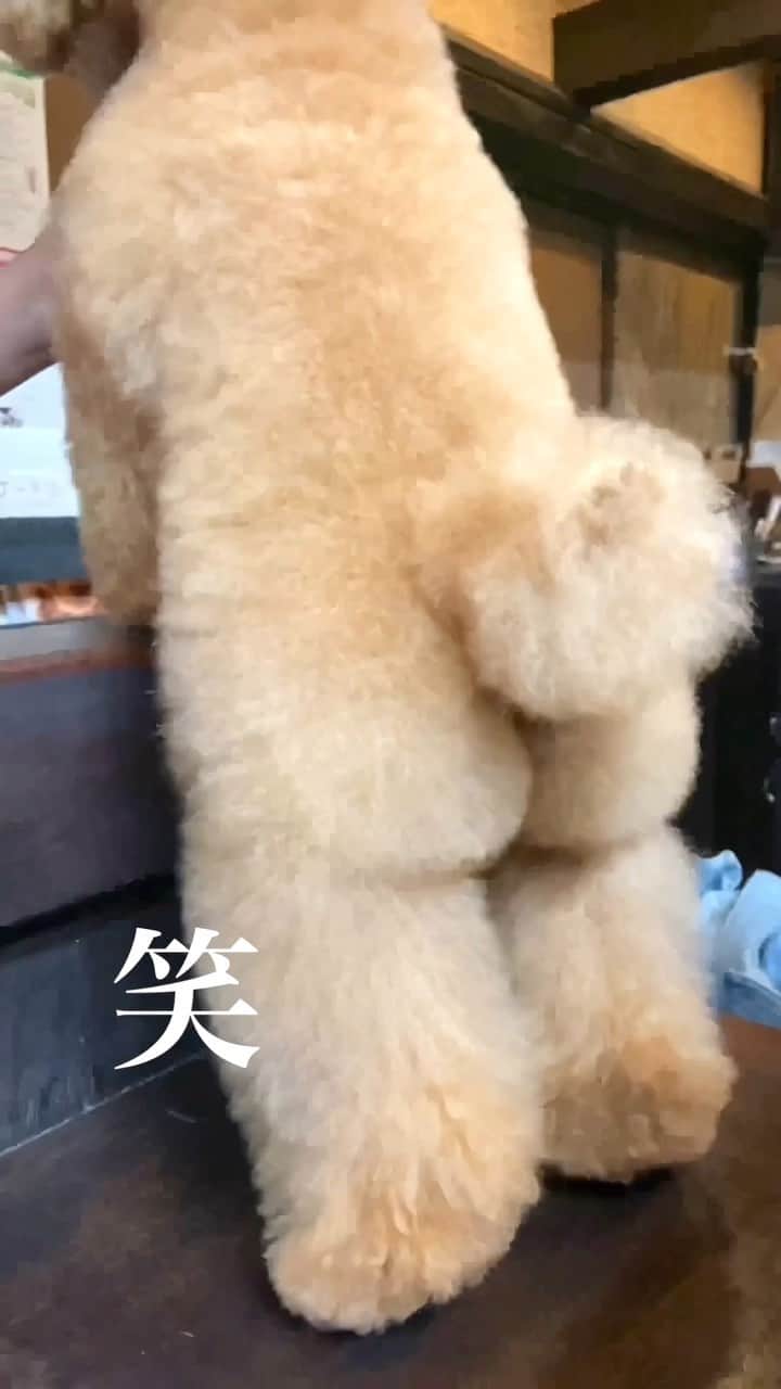 しらす先輩のインスタグラム