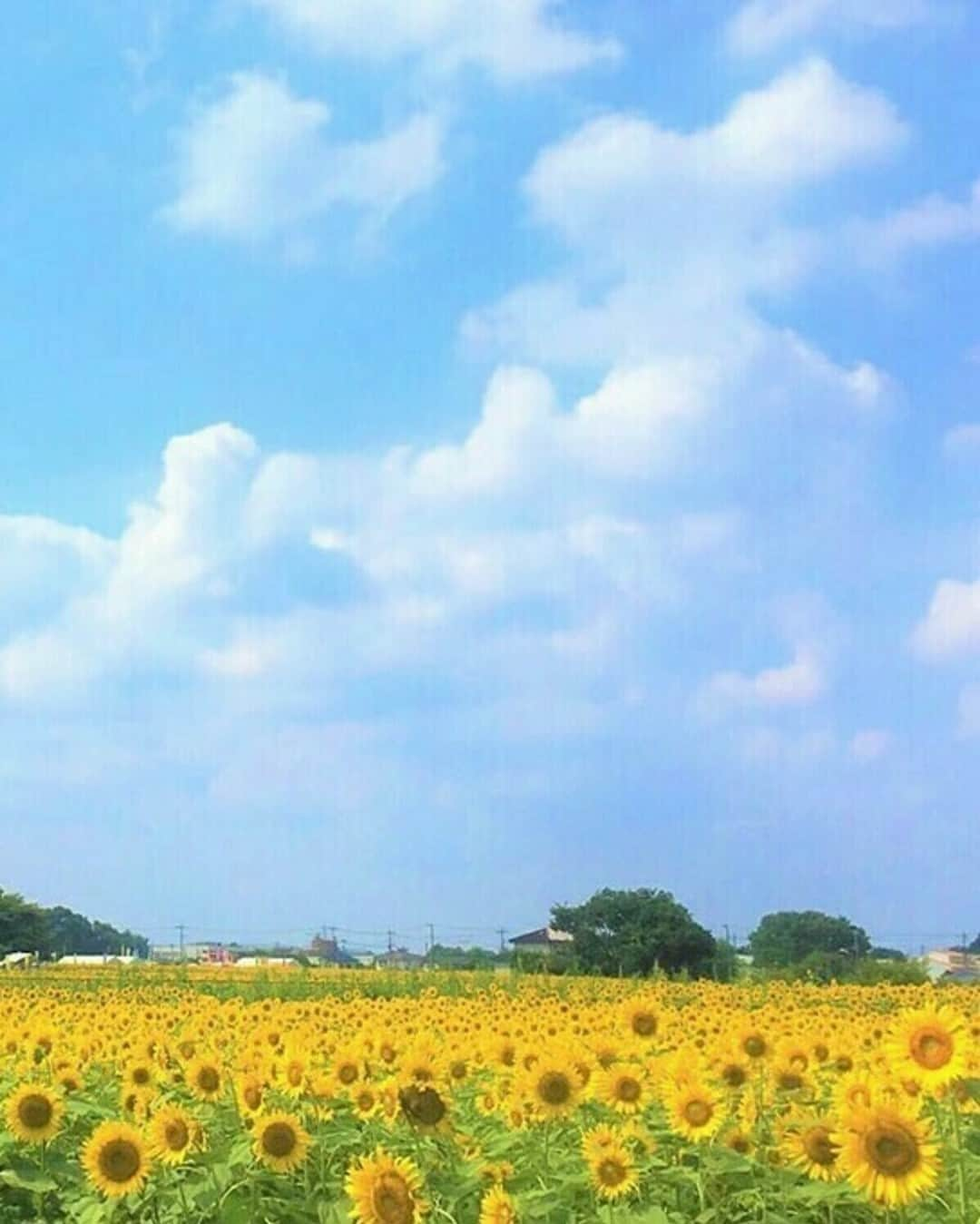 レッツエンジョイ東京のインスタグラム：「🌻期間限定！都心から最も近いひまわり畑🌻  清瀬にある「石井ファーム」では7/22(土)～7/30(日)までの期間、「清瀬ひまわりフェスティバル」を開催！ 約24,000平方メートルの広大な農地に約10万本のひまわりが出現します。  混雑緩和のため事前予約制となっているので、来場前の予約を忘れずに！ ※予約は清瀬市公式サイトにて7/1(土)より受付開始予定です。  私有地のため期間外は立ち入ることができないので、この機会をお見逃しなく👀✨  🔸石井ファーム 📍東京都清瀬市下清戸3丁目地区 🚉清瀬  #レッツエンジョイ東京 #おでかけ #おでかけスポット #デート #デートスポット #東京デート #東京観光 #東京イベント #東京イベント情報 #お散歩 #ひまわり #ヒマワリ #ひまわり畑 #向日葵 #sunflower #花の写真 #花が好き #花スタグラム #はなまっぷ #季節の花 #花好きな人と繋がりたい #日本の美しい花風景 #休日の過ごし方 #summer #夏 #夏イベント #清瀬ひまわりフェスティバル #清瀬 #清瀬市」