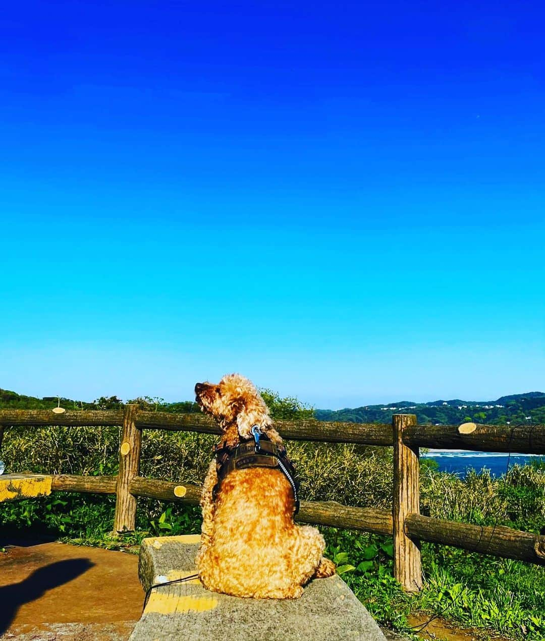 マイケル富岡さんのインスタグラム写真 - (マイケル富岡Instagram)「癒し時間♡mokoと海sanpo♪ 頼りがいのある立派な背中…♡ #beautiful #ocean #nature #love #moko #mybaby #mylove #愛犬 #愛犬家 #癒し #癒し時間 #journey #appreciation #shooting #感謝 #マイケル富岡 #タレント #俳優 #撮影 #beach #resort #actor #actorslife #隠れ家 #generalamericanhome #hydrogen #armani」6月24日 19時21分 - michaeltomioka