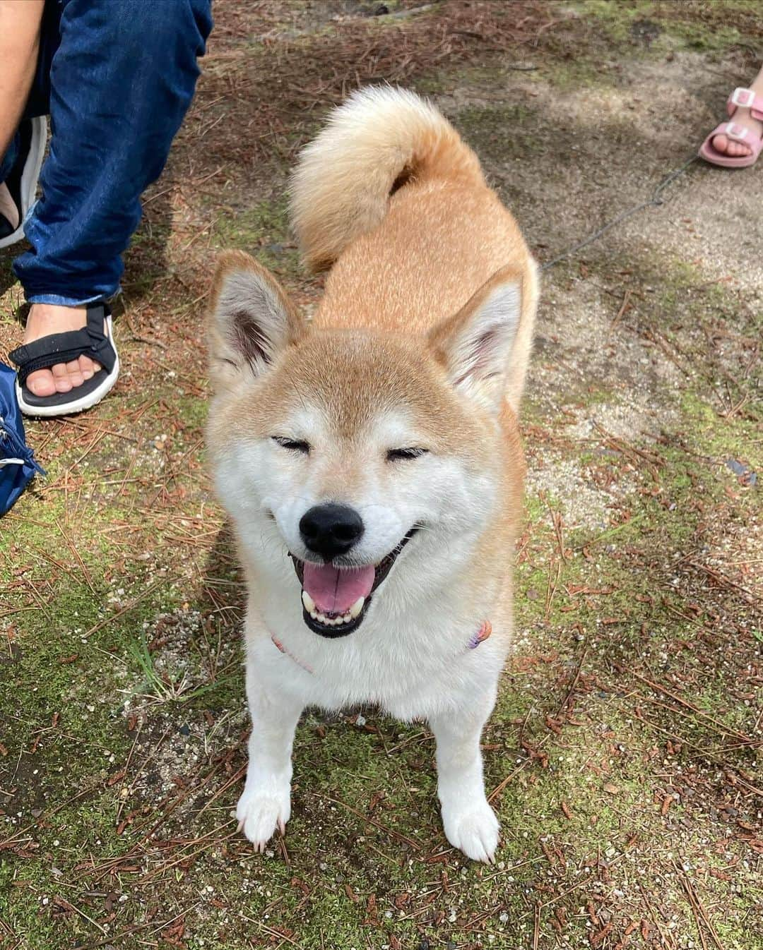 ゆもこさんのインスタグラム写真 - (ゆもこInstagram)「「お出かけしてきたよー！たのすぃ〜！」 家族でお弁当持ってお出かけしてきました🍱😆 テント張ってお弁当食べて大満足です☺️ ドッグランもあって楽しかったです〜🐶🐾 ※ ※ ※ #dogsofinstagram #日本犬 #柴犬 #柴 #赤柴 #shiba #犬バカ部 #ふわもこ部 #柴犬マニア #しば #shibadog #sibainu #ひより日和 #柴女子 #shibagram #worldofcutepets #cutedog #doglover #shibastagram #いぬら部 #柴犬ひより #peco犬部 #いぬのきもち」6月24日 19時25分 - yumohiyo