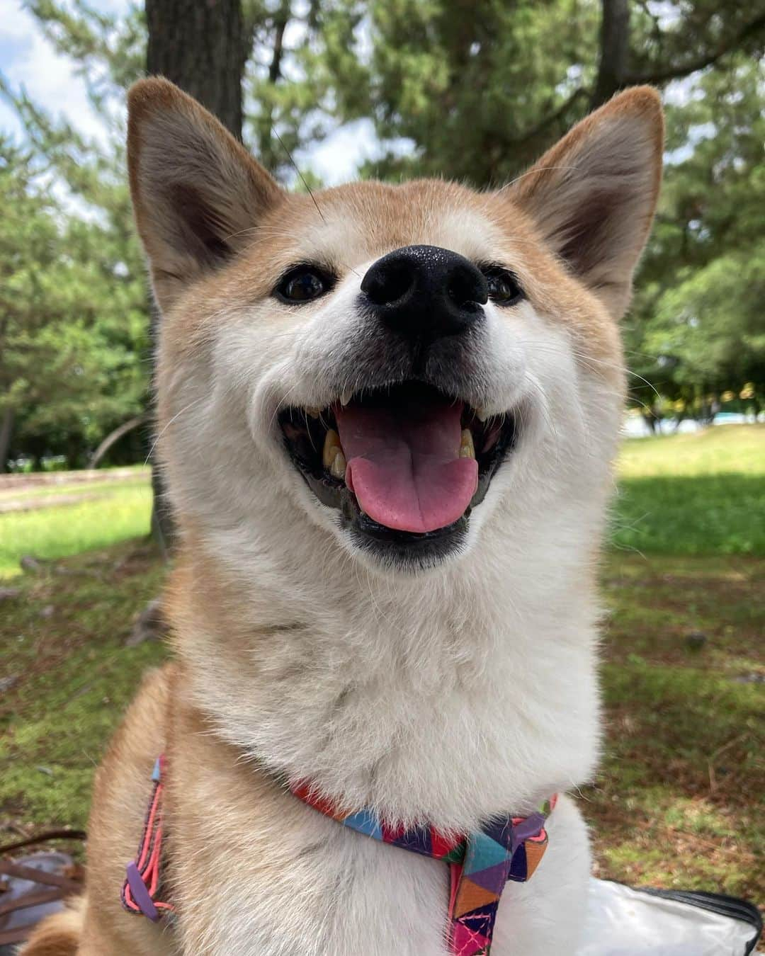 ゆもこさんのインスタグラム写真 - (ゆもこInstagram)「「お出かけしてきたよー！たのすぃ〜！」 家族でお弁当持ってお出かけしてきました🍱😆 テント張ってお弁当食べて大満足です☺️ ドッグランもあって楽しかったです〜🐶🐾 ※ ※ ※ #dogsofinstagram #日本犬 #柴犬 #柴 #赤柴 #shiba #犬バカ部 #ふわもこ部 #柴犬マニア #しば #shibadog #sibainu #ひより日和 #柴女子 #shibagram #worldofcutepets #cutedog #doglover #shibastagram #いぬら部 #柴犬ひより #peco犬部 #いぬのきもち」6月24日 19時25分 - yumohiyo