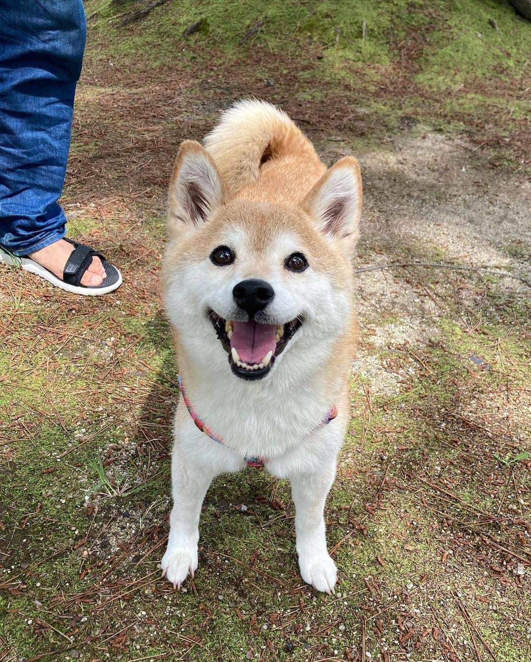 ゆもこのインスタグラム：「「お出かけしてきたよー！たのすぃ〜！」 家族でお弁当持ってお出かけしてきました🍱😆 テント張ってお弁当食べて大満足です☺️ ドッグランもあって楽しかったです〜🐶🐾 ※ ※ ※ #dogsofinstagram #日本犬 #柴犬 #柴 #赤柴 #shiba #犬バカ部 #ふわもこ部 #柴犬マニア #しば #shibadog #sibainu #ひより日和 #柴女子 #shibagram #worldofcutepets #cutedog #doglover #shibastagram #いぬら部 #柴犬ひより #peco犬部 #いぬのきもち」