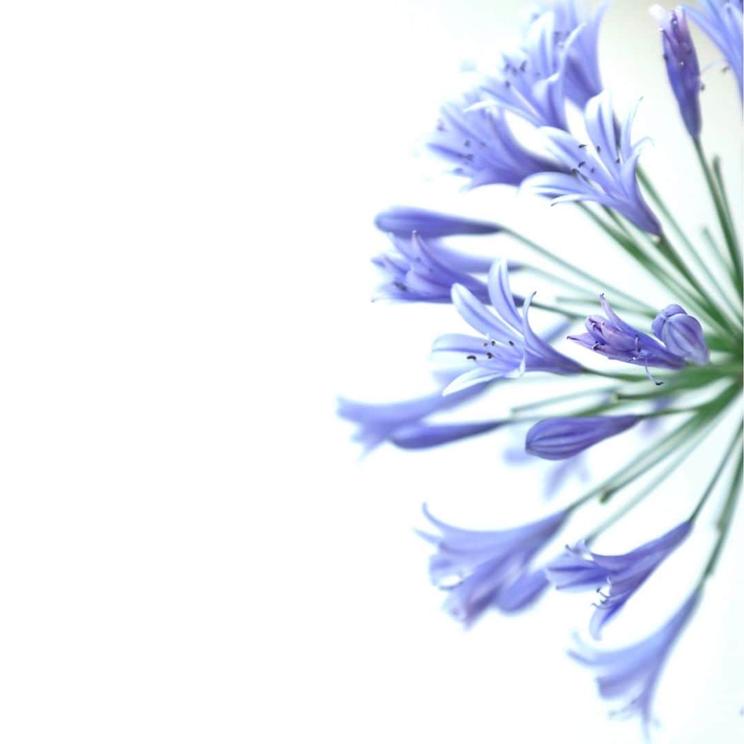harumiのインスタグラム：「Happy weekend🩵🩵🩵  Agapanthus💙💙💙  #アガパンサス」