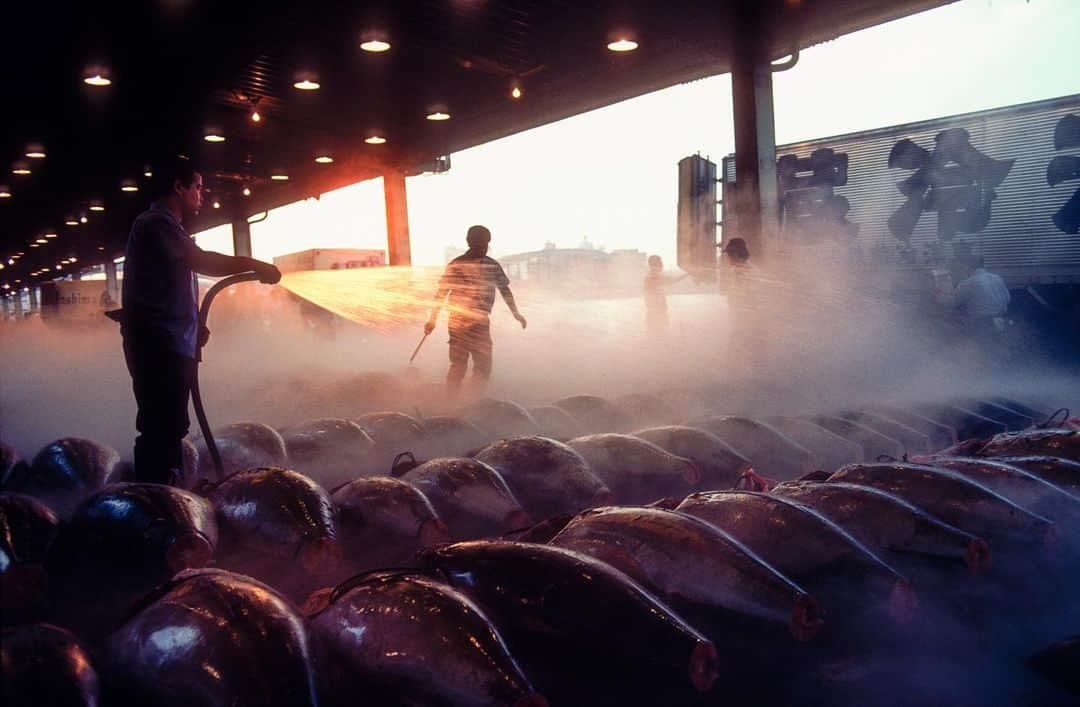 Michael Yamashitaのインスタグラム：「The way things were - Tsukiji Fish Market: Early morning light turns water into fire as fishmongers hose down the catch of tuna. 20 years ago when this photograph was taken, hundreds of tuna covering hundreds of meters of the fish market floor were on display and the auction took hours. I visited the new Toyoso fish market recently and found less than 10 meters of fish viewed from behind glass barring any access for a close up. Sad future for the blue fin tuna. #tsukijifishmarket #tsukiji  #maguro #tuna #tokyofishmarket」