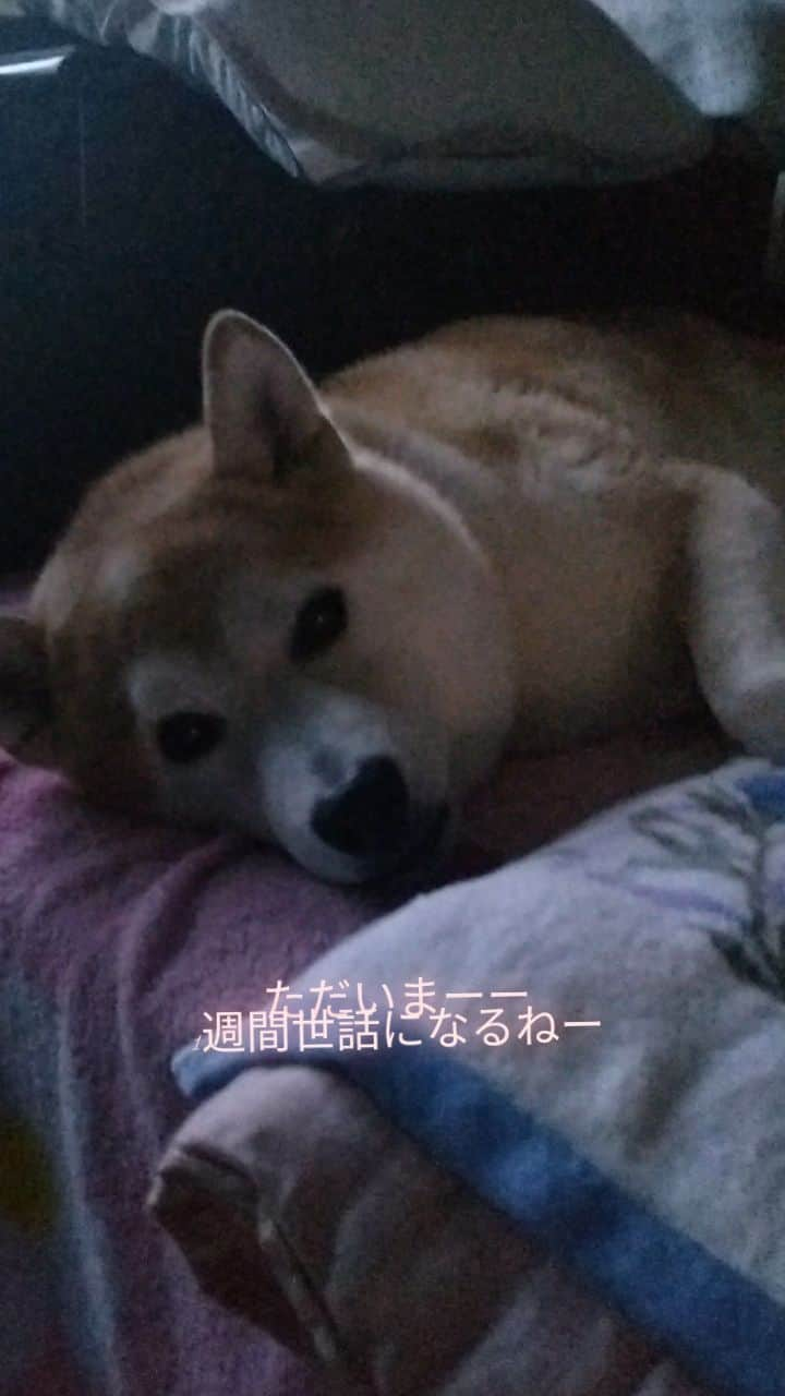 柴犬⭐️サスケのインスタグラム