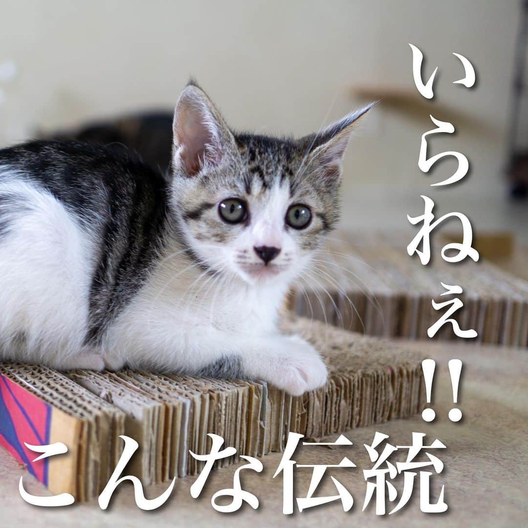 猫カフェきぶん屋さんのインスタグラム写真 - (猫カフェきぶん屋Instagram)「こんな伝統いらねぇ  日本には残していきたい大切な伝統や文化がたくさんあります。 日本だけじゃなく世界中どこでもですね。 そして、早く無くすべき時代遅れの伝統も。 時代が流れるとその時代の常識は今の非常識なんてことはたくさん。  ニュースで話題になった、三重県桑名市の上げ馬神事。 680年以上前の南北朝時代から行われているとされる伝統の神事だそうです。 3メートルの壁を越えさせるあの動画を見たらそりゃ無理だし失敗したら怪我するのは誰が見ても分かること。 馬の場合、巨体を支える細い足が骨折しただけで蹄葉炎を発症したりで死ぬ確率が高い致命傷になります。  15年で4頭の殺処分。 （そもそも競走馬の98%が引退後に殺処分されてるのですがそれはまた別の機会に） 動物愛護の観点というよりも、誰が見てもおかしいからSNSで炎上するわけで、この伝統を引き継いでいくことに何の意味があるのだろうか。  沖縄県でアヒル取り競争が行われてるのを最近知りました。 検索してたら多分観光案内のページでこんな文章が。 『アヒル取り競争は、糸満ハーレーの大人気プログラム。お昼を過ぎた頃に始まり、地元の小学生から観光客の大人まで、誰でも参加できる競技として知られています。薬膳としての効能がよく知られているアヒルは、沖縄では古くから食用として親しまれてきました。この競技は、今日の夕飯を得るための競技でもありました。  港内にアヒルが50羽放たれ、合図と同時に参加者たちが一斉に飛び込む。懸命に逃げるアヒルと、追いかける人との知恵比べでもあり、戦いのようすを見ているだけでも面白いですよ。応援していてウズウズしてきたら、飛び込み参加も可。アヒル以外にも、大きなスイカや、もずくと交換できるボールも投げ込まれているので、そちらも狙い目です。』  大人気？ ウズウズする？ 海を泳いだことのないパニックになってるアヒルを捕まえるのが何が面白いのか。  で、この反対署名がchange.orgで集められてるのですが、その署名集めに対する反対の意見が検索したら出てきた記事で書かれてたので引用させてもらいますと  『なんでもかんでも虐待だ！反対だ！って言えばいいんですかね？ 自分が育った環境以外の文化とか風習とかって尊重はしないんですかね？ 500年以上続く伝統行事のハーレー競争。その中で行われるアヒル取り競争を、動物愛護の観点から虐待ってことで中止廃止を求めるって極論じゃないかな〜？』  『アヒル取り競争の中止、廃止を求める方々としては動物愛護の観点からアピールしていると思いますが、もしそう言うのであれば実際にハーレー実行委員会に入って解決策を一緒になって提案した方が良いと思うんですよね。 なんでも反対って外野から言うのではなく、問題だと思うのならば中に入って解決策を模索すりゃいいと思う。 change.orgで反対・中止を求めるならば、その代替え案まで提示すべきだと今回見ていて思った。』  僕の感想です。 解決策？やめたらいい。 代替案なんかいるのか？ 虐待だし下手すりゃ犯罪やろ、明らかに。 虐待（僕の見え方です）に対して反対以外の選択肢がわからん。 浮き輪でも取って競争したらいいのに。 4月に沖縄に行った時にも書きましたが、沖縄の動物に対する価値観、特殊です。  スペインでは伝統だった闘牛がカタルーニャ州で禁止に。（その後この判断が違憲とされたそうですが、調べた範囲でまだ再開はされてないそうです。） おかしいという声をあげないと変わらないから投稿します。 人間の娯楽のために動物を怖がらせたり怪我させる危険性のあることをさせたり。 もう時代遅れ。 黙っていると容認したことと同じ扱いになります。 僕たち一人ひとりに変えていく力がある。 要らない伝統は（主観ですが）変えていきましょう。  #伝統 #動物虐待 #いらない伝統」6月24日 19時46分 - nekocafekibunya