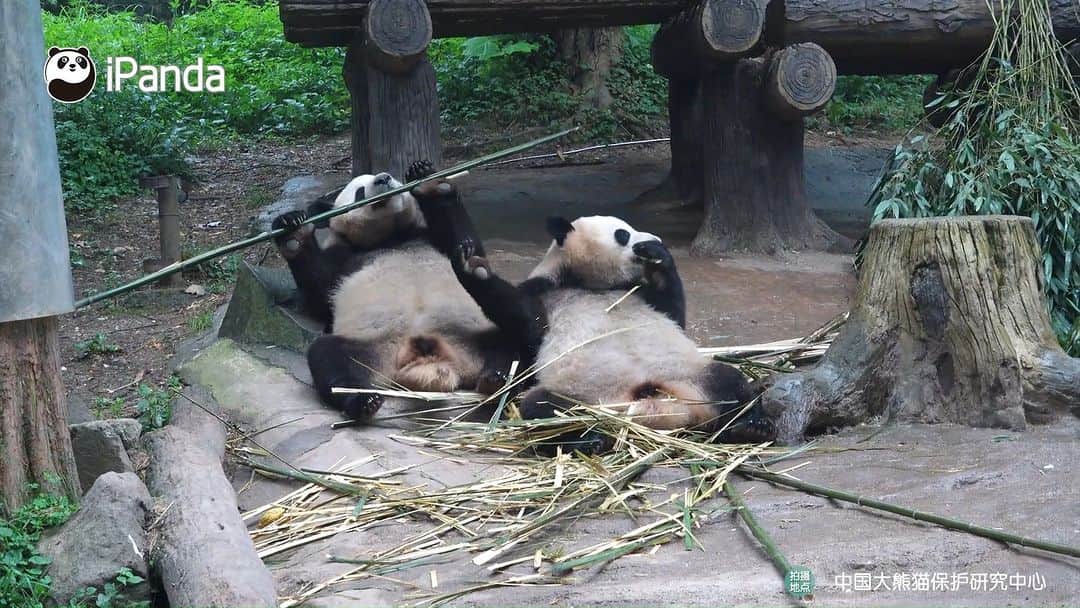 iPandaさんのインスタグラム動画 - (iPandaInstagram)「I am a panda baby with good ...