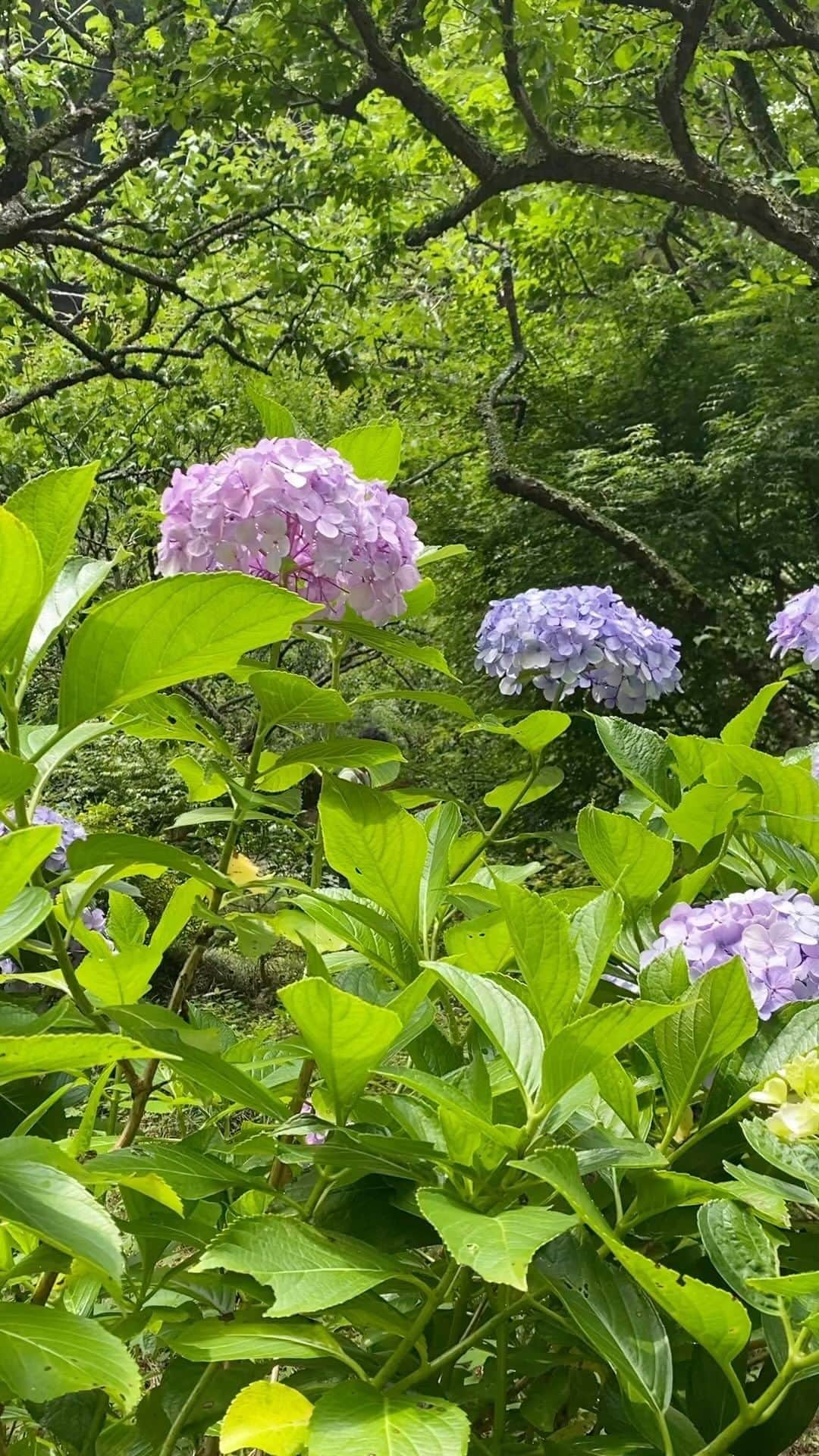 前田有紀のインスタグラム：「毎年家族で訪れる瑞泉寺、今年も訪れました。鎌倉駅からは離れているけれど、回遊式庭園の紫陽花が楽しめるだけでなく、お寺行く途中の紫陽花群生も地元の愛されスポットです。苔むした階段もマイナスイオンたっぷりで。毎年季節ごとにおとずれている大切な思い出の場所の一つ。  #瑞泉寺 #鎌倉暮らし」